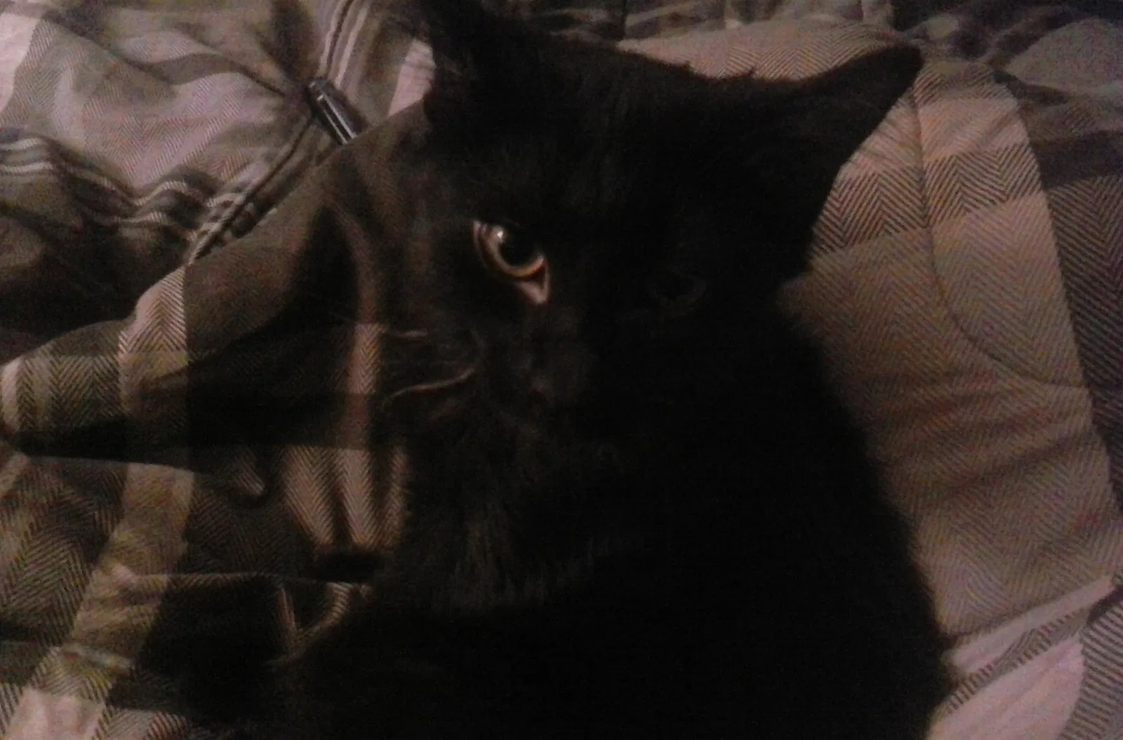 Lost cat in Eustis, FL, 32726