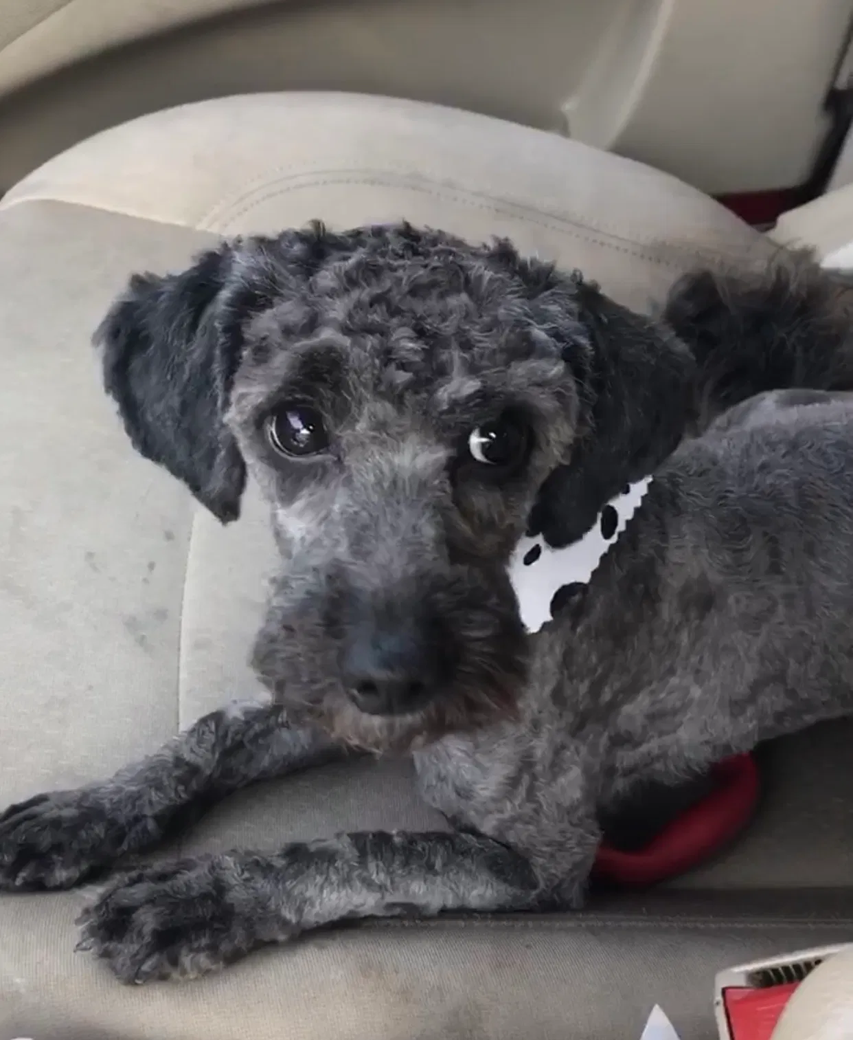 Lost dog in Mount Holly, NJ, 8060