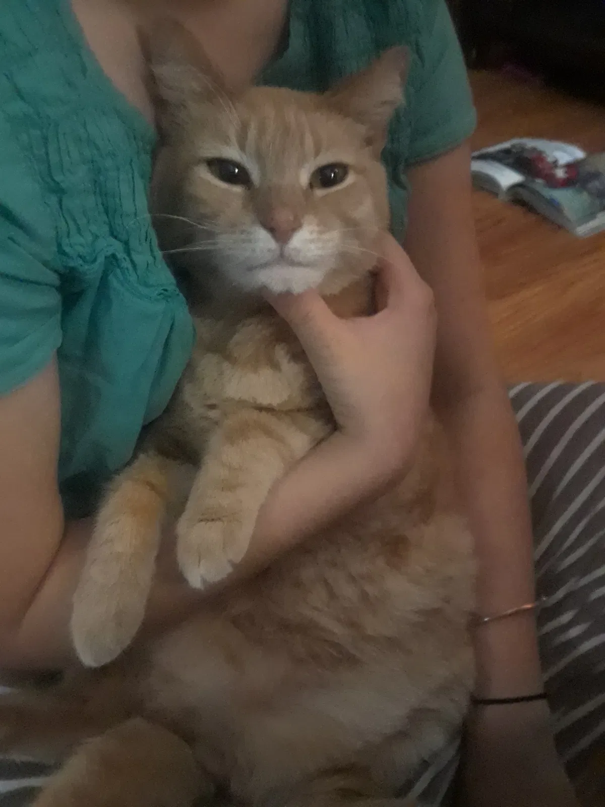 Lost cat in Lafayette, LA, 70508