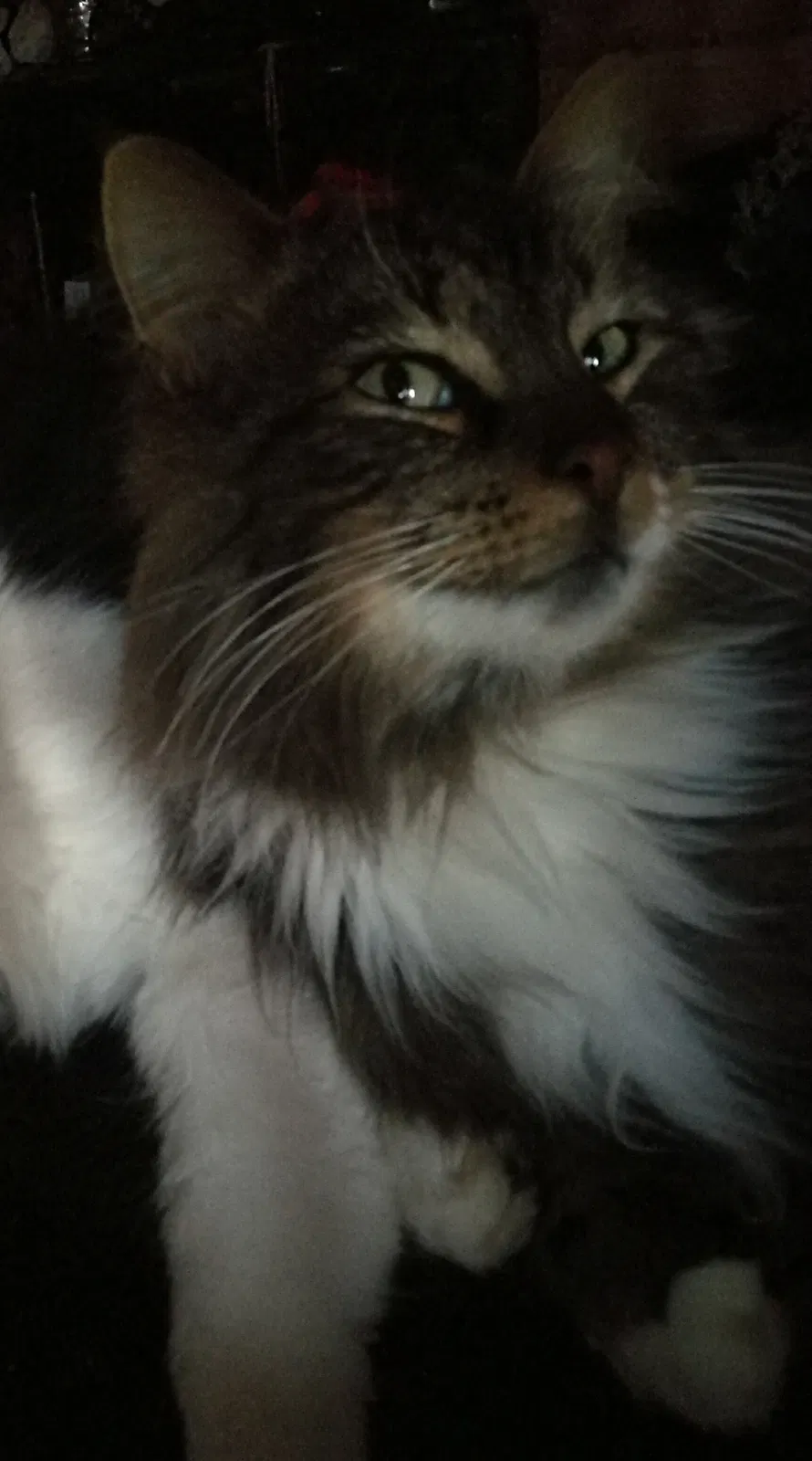 Lost cat in Duncan, SC, 29334