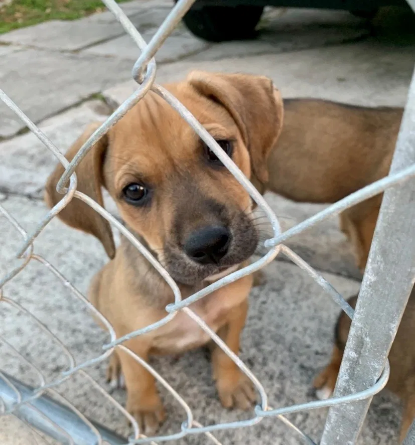 Lost dog in West Palm Beach, FL, 33407