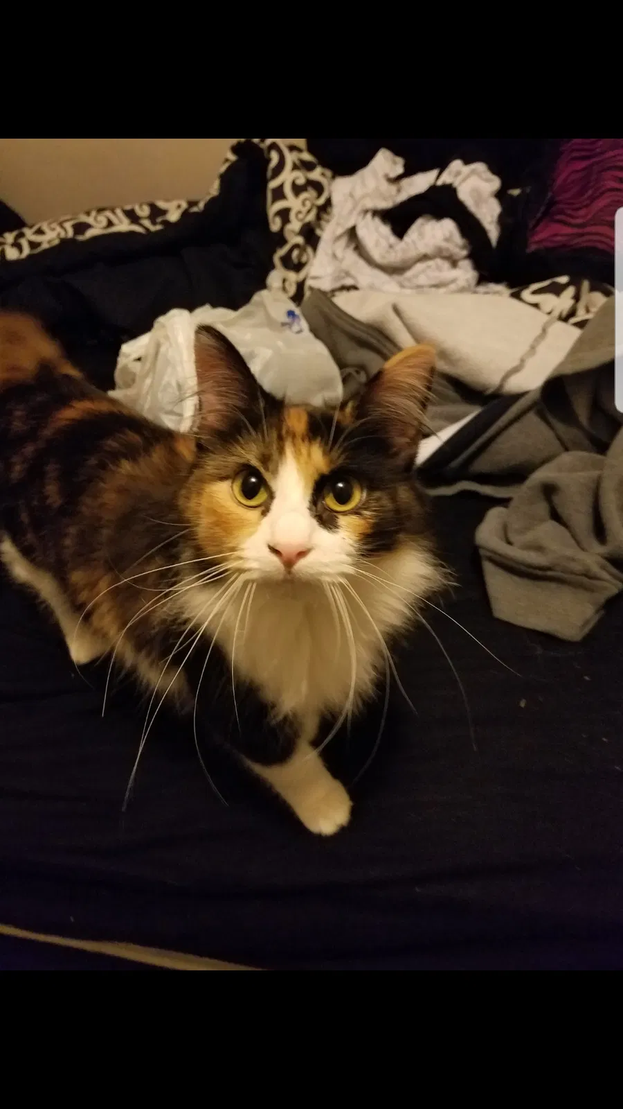 Lost cat in Huntington, WV, 25701