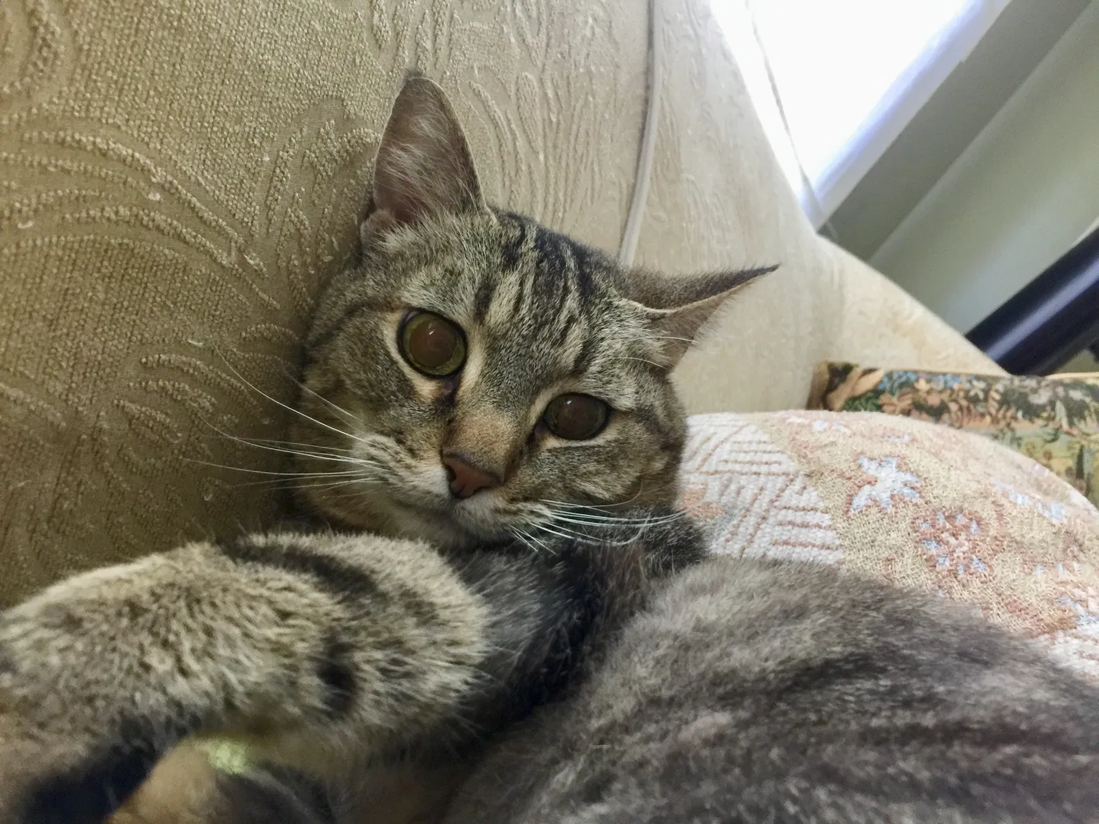 Lost cat in Warren, OH, 44484