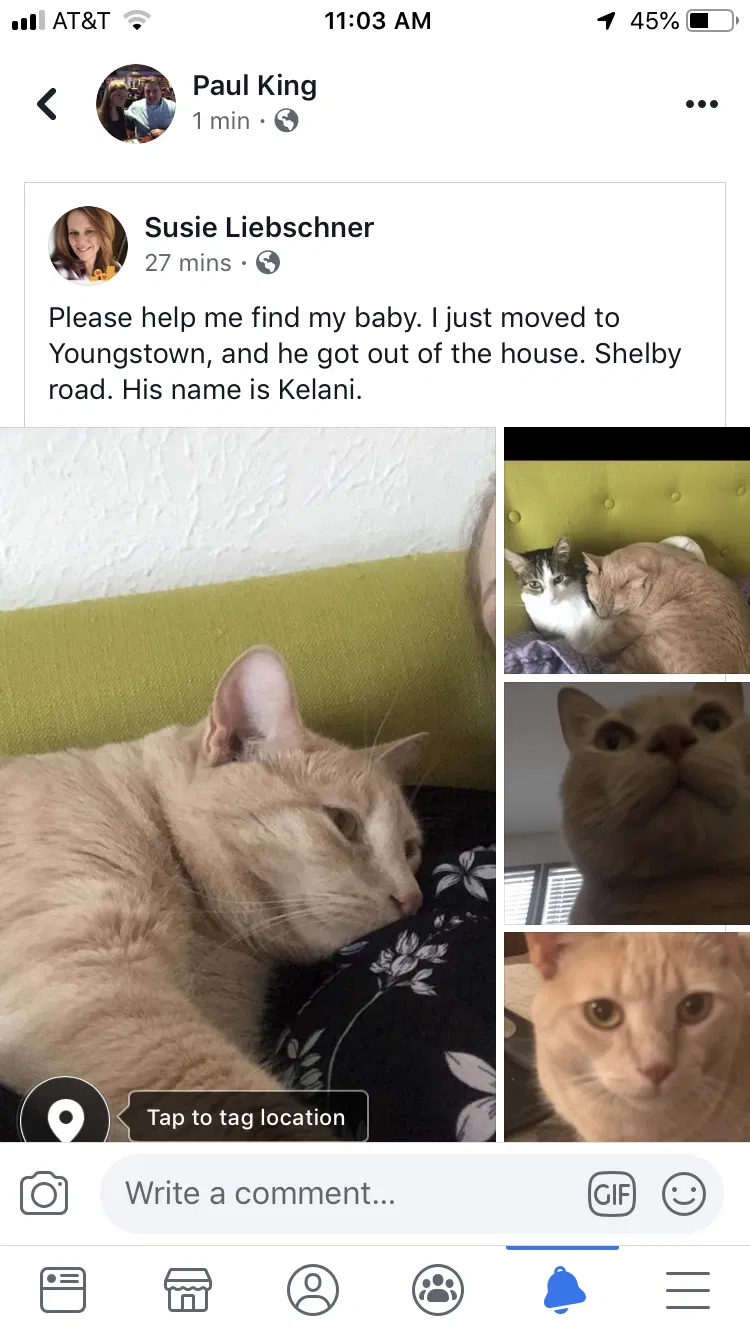 Lost cat in Youngstown, OH, 44511