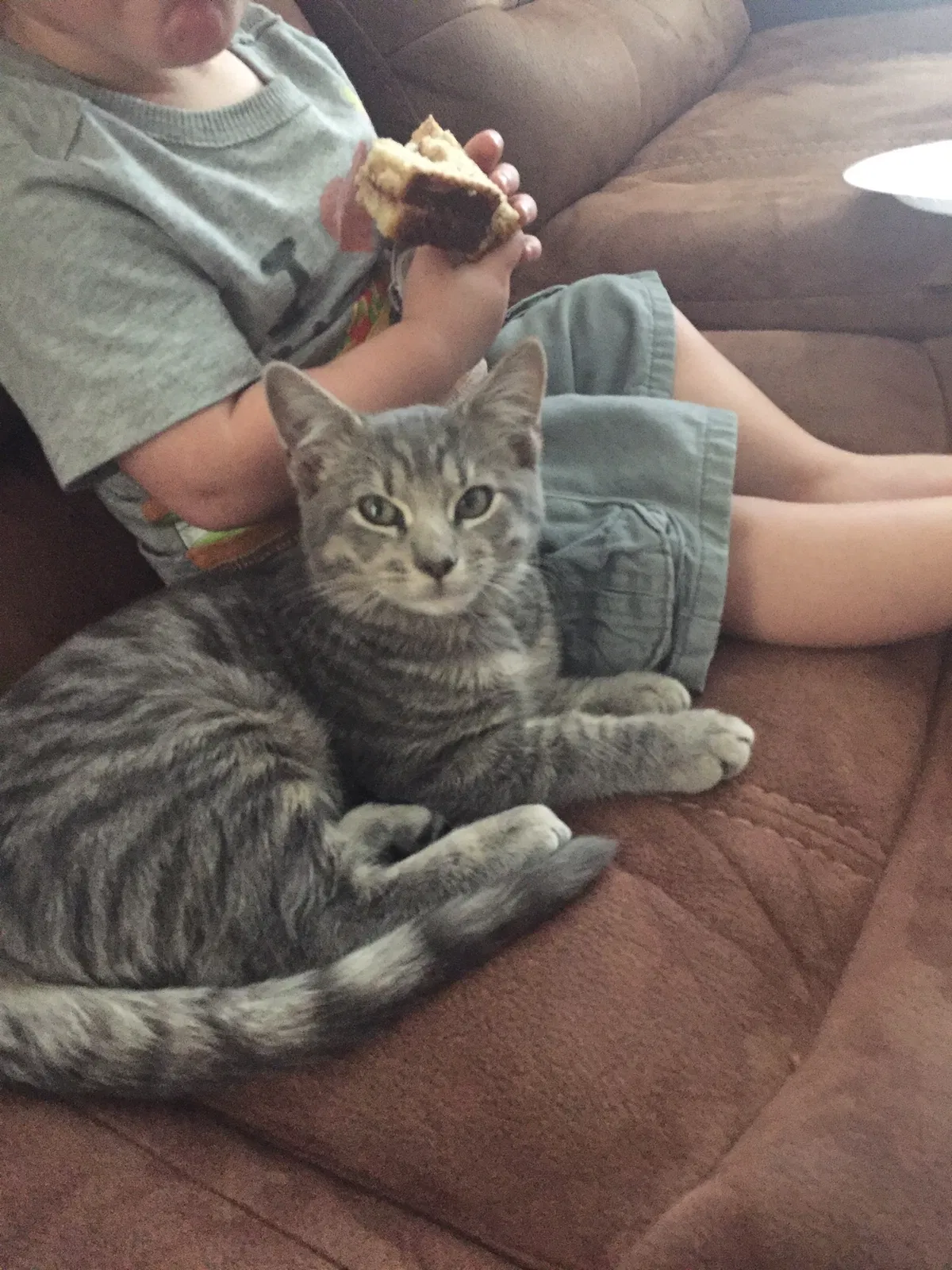 Lost cat in Tempe, AZ, 85284