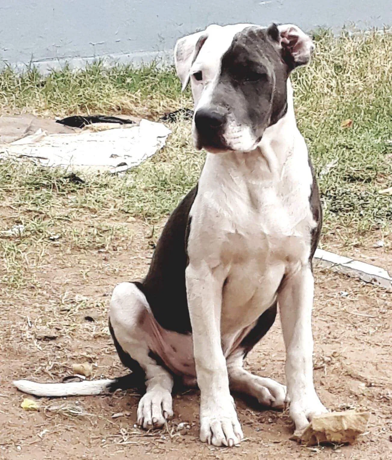 Lost dog in El Paso, TX, 79924