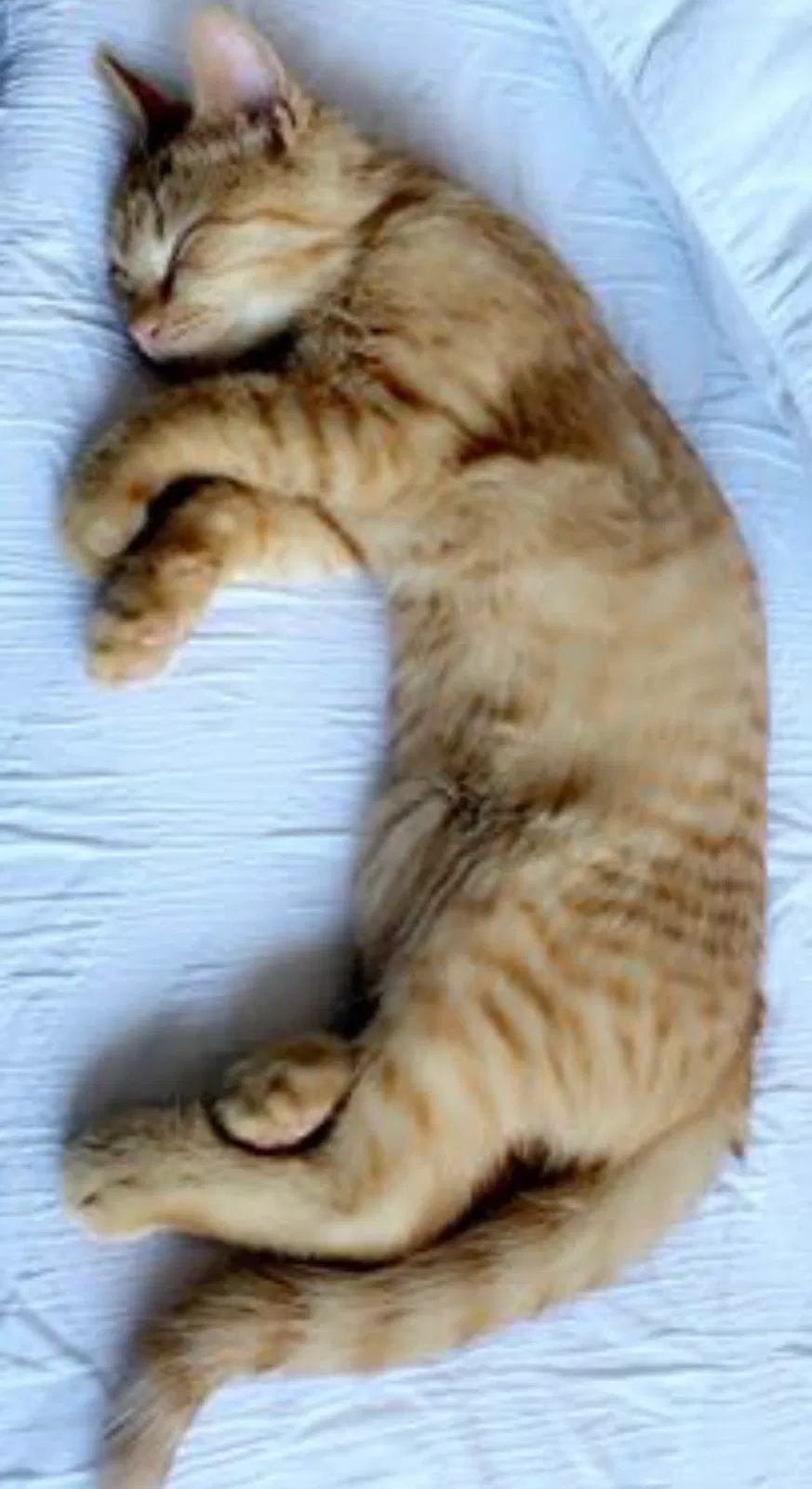 Lost cat in Dayton, OH, 45459