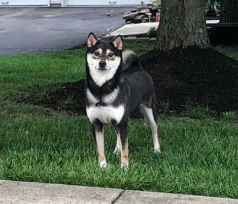 Lost dog in Norristown, PA, 19403
