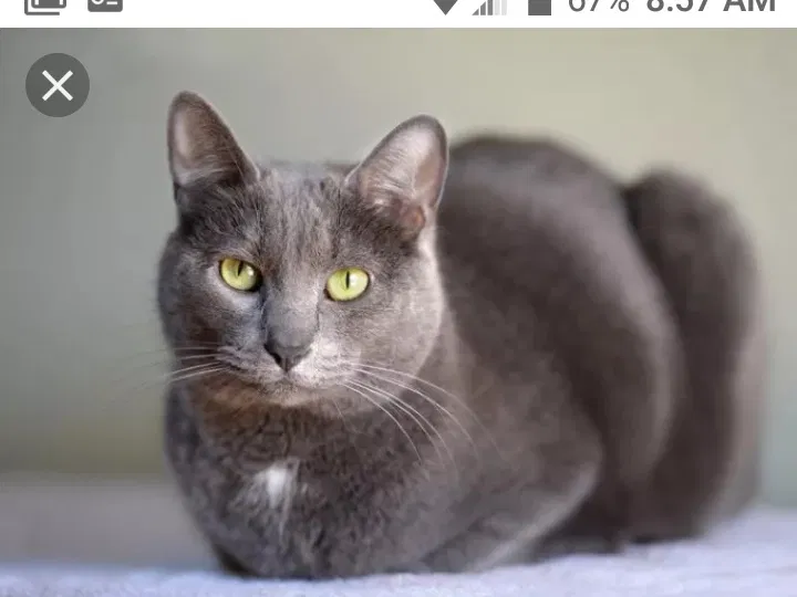 Lost cat in Salt Lake City, UT, 84118
