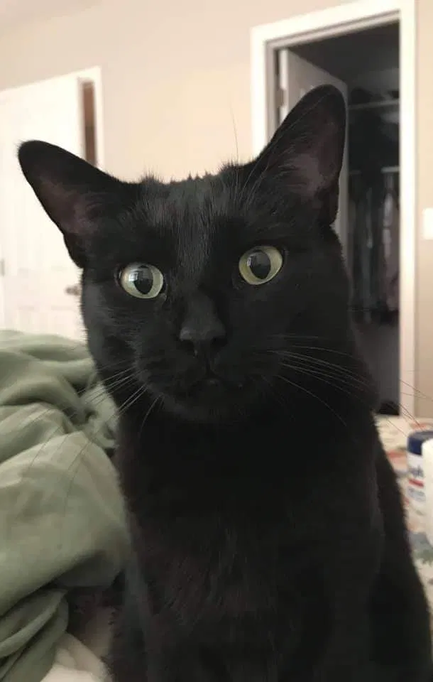 Lost cat in Colorado Springs, CO, 80917