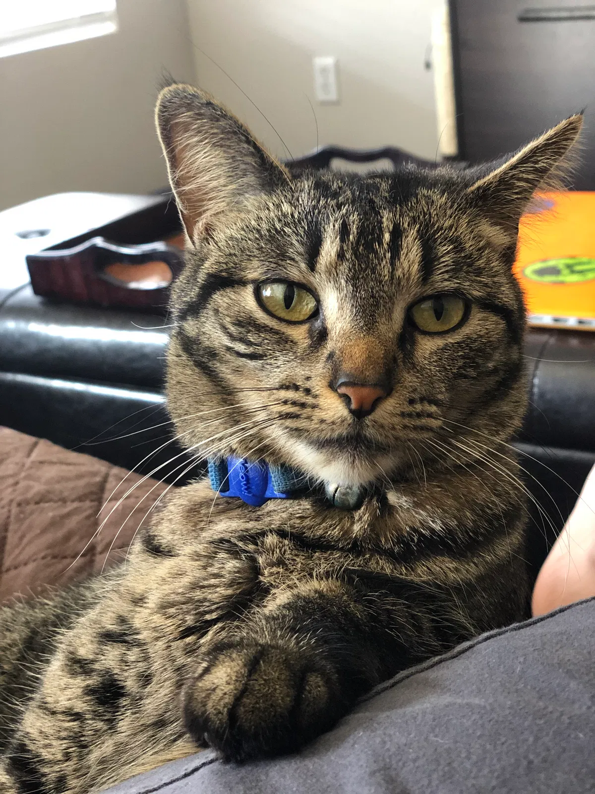 Lost cat in Avondale, AZ, 85392
