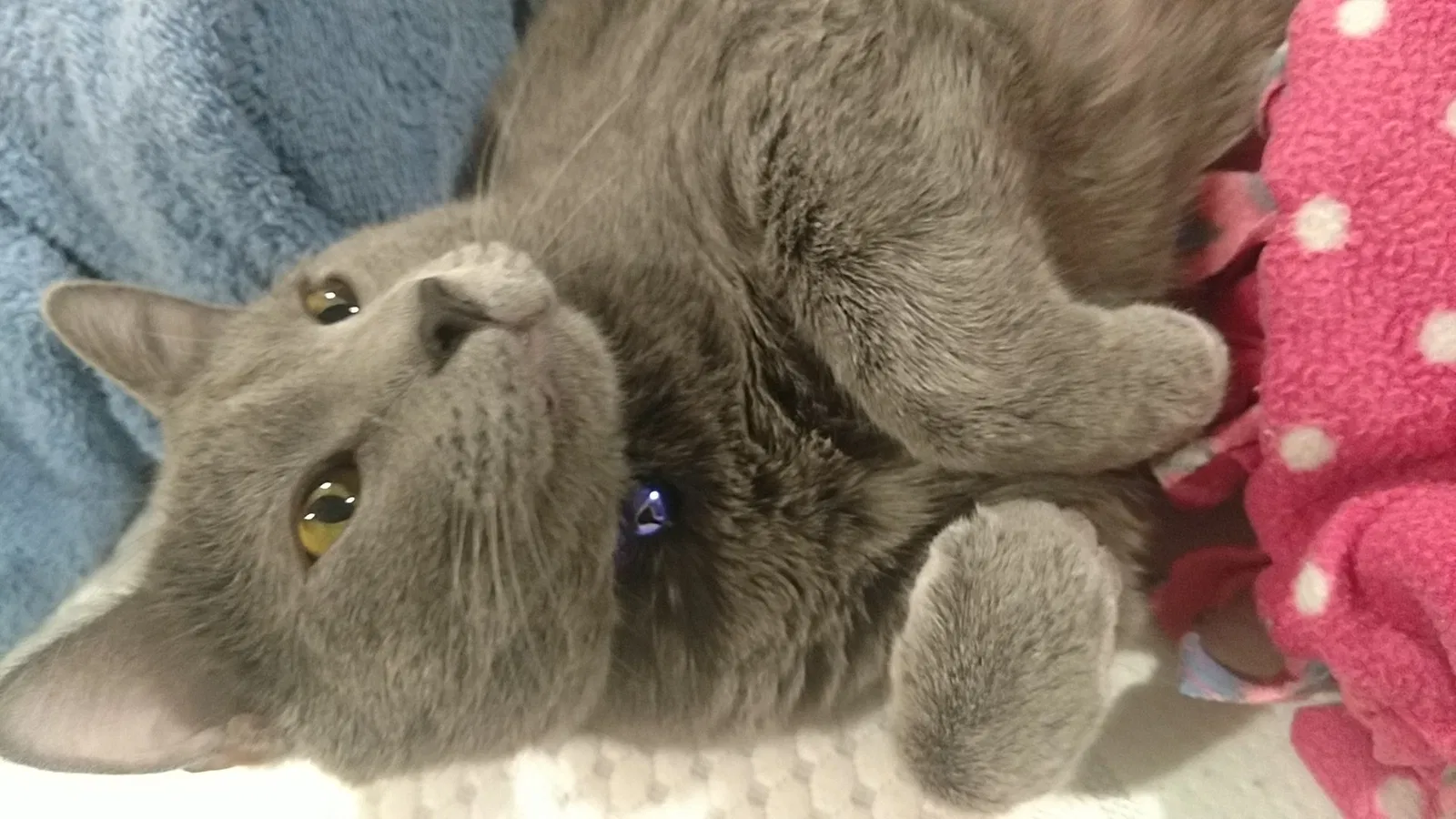 Lost cat in Lincoln, NE, 68521