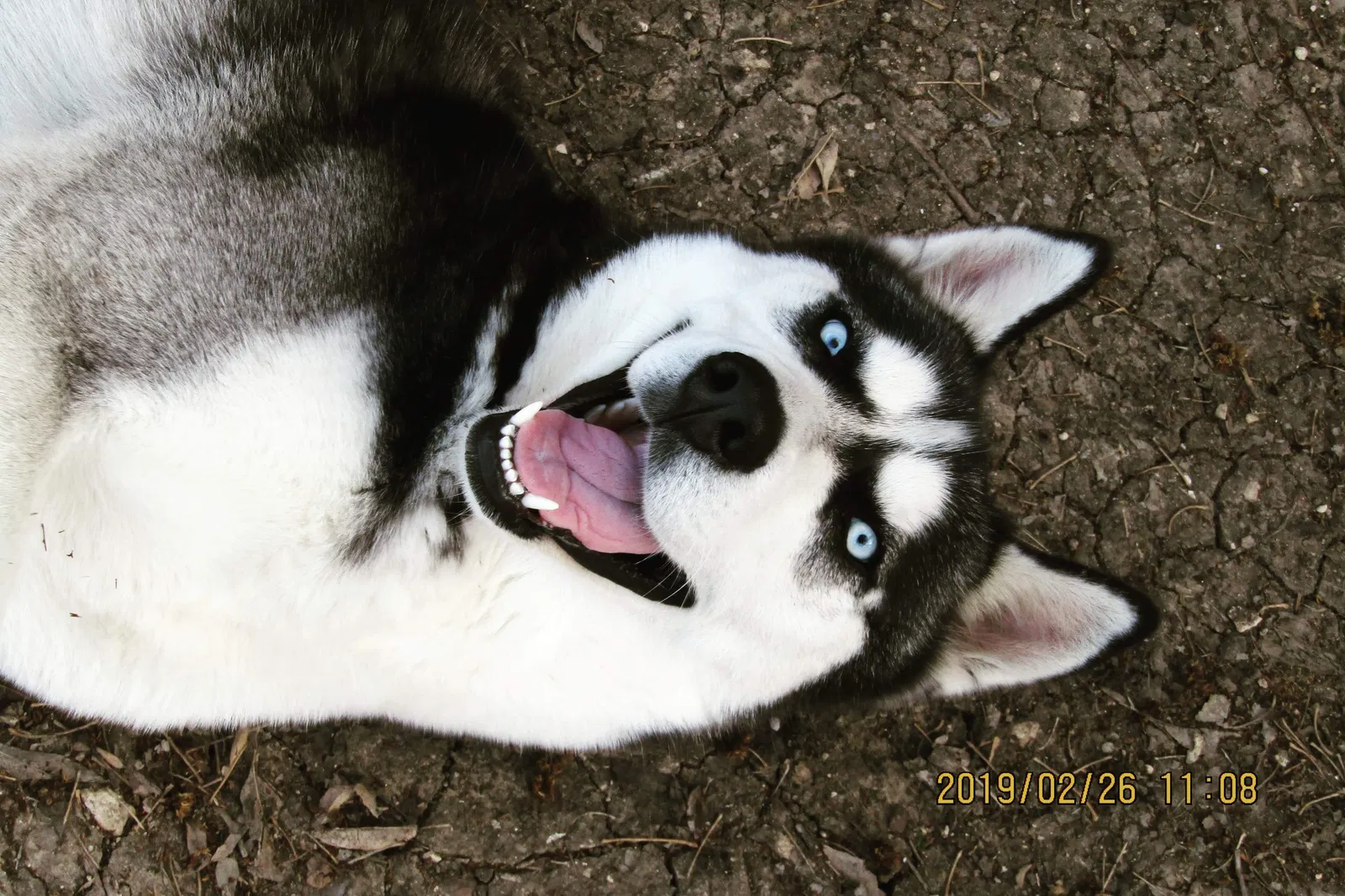 Lost dog in Killeen, TX, 76549