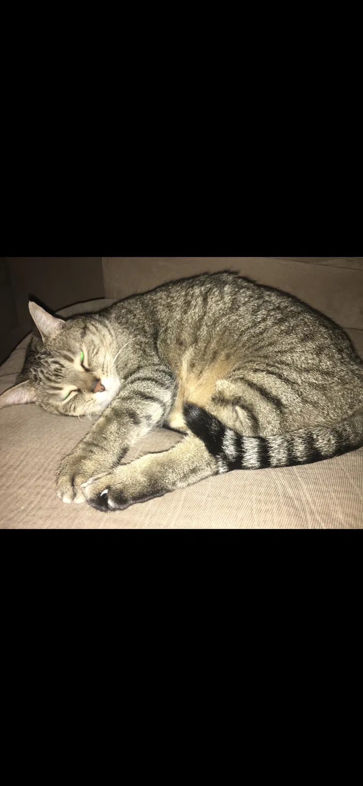 Lost cat in Hutto, TX, 78634