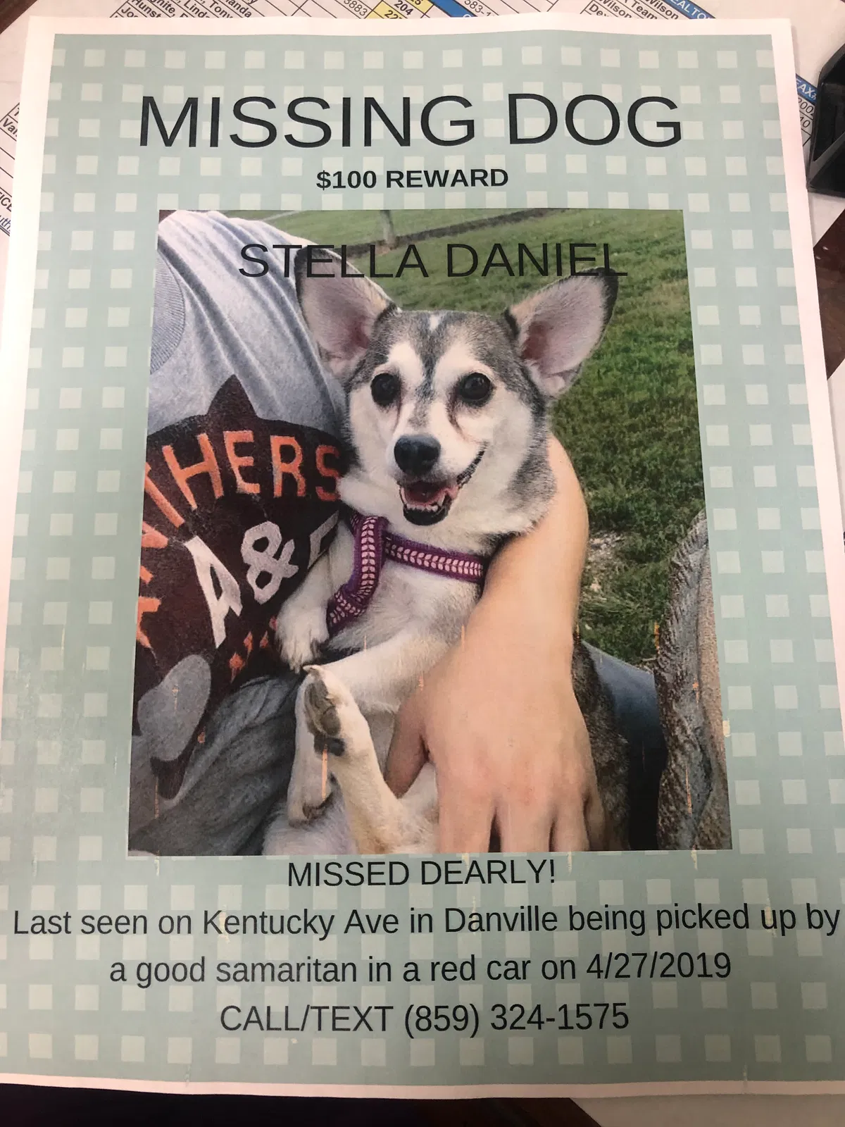 Lost dog in Danville, KY, 40422