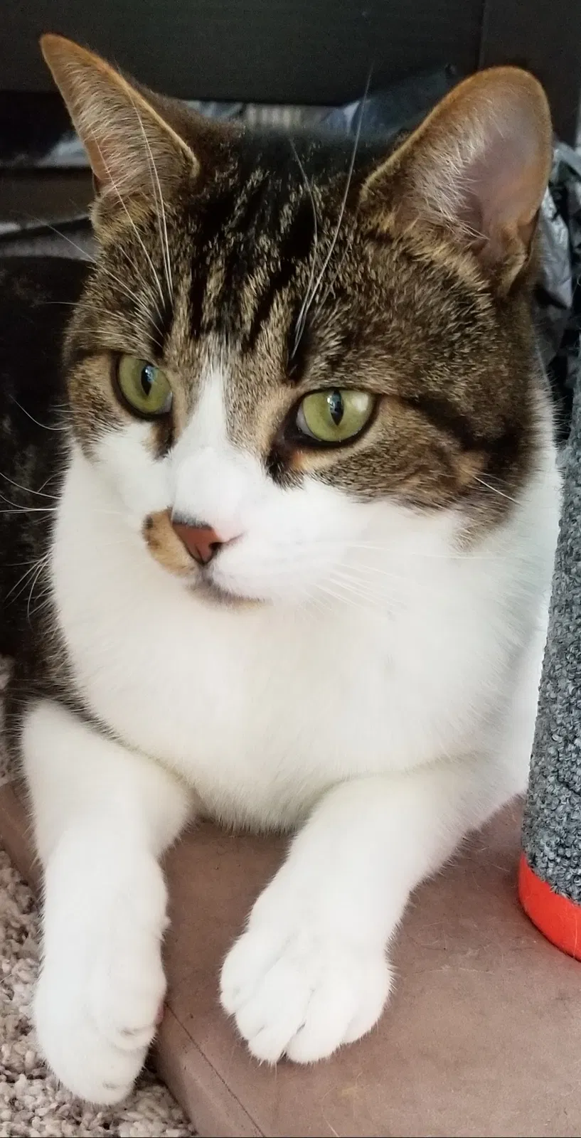 Lost cat in Vancouver, WA, 98683