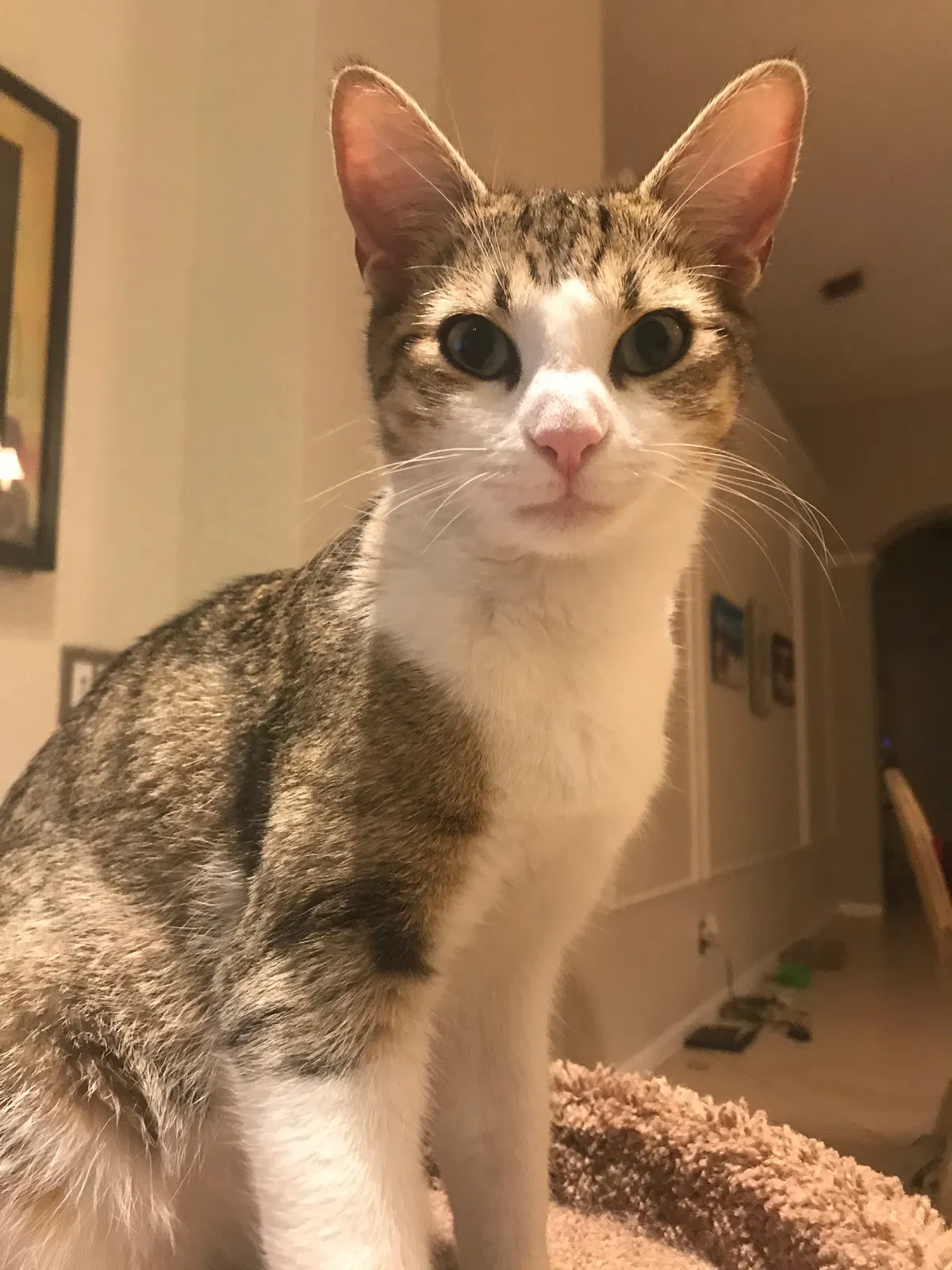 Lost cat in Hollywood, FL, 33027