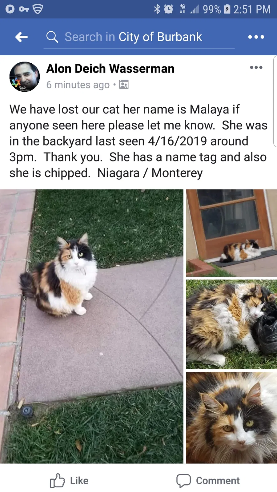 Lost cat in Burbank, CA, 91505