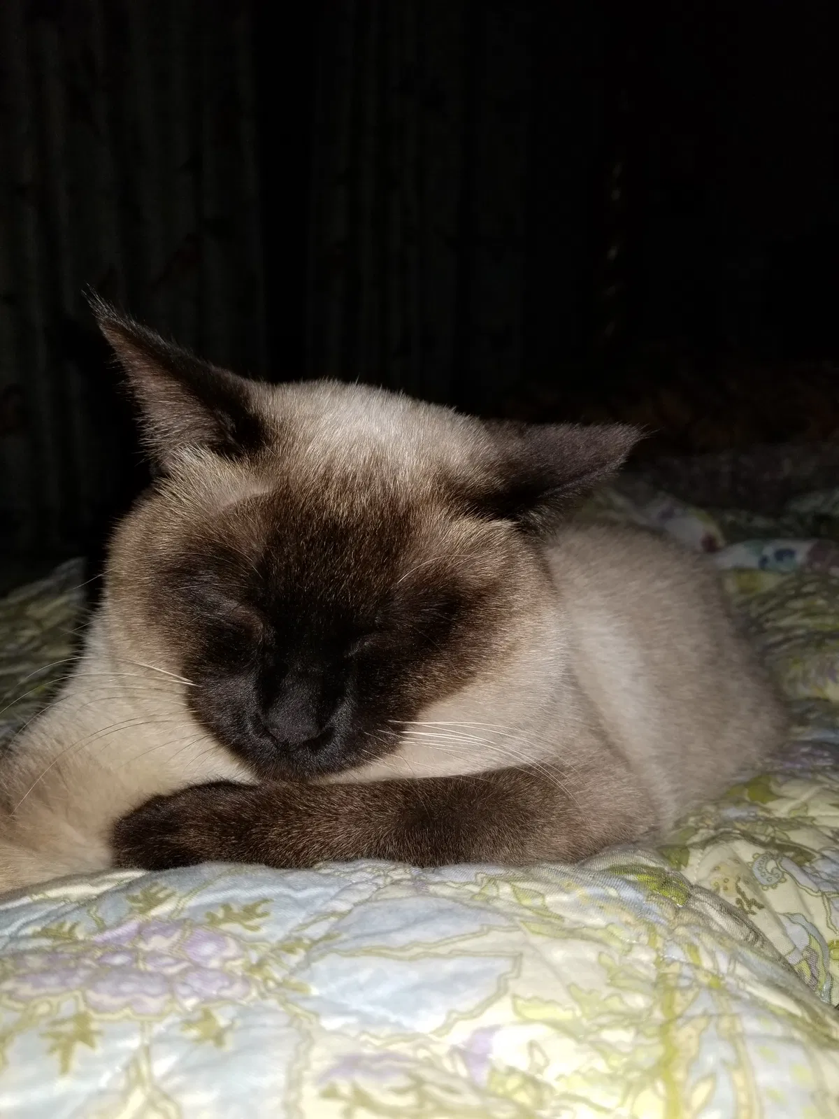 Lost cat in Granbury, TX, 76048