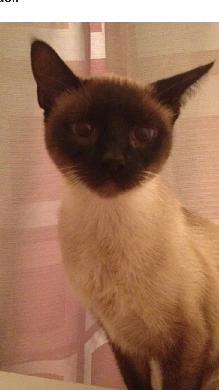Lost cat in Syracuse, UT, 84075
