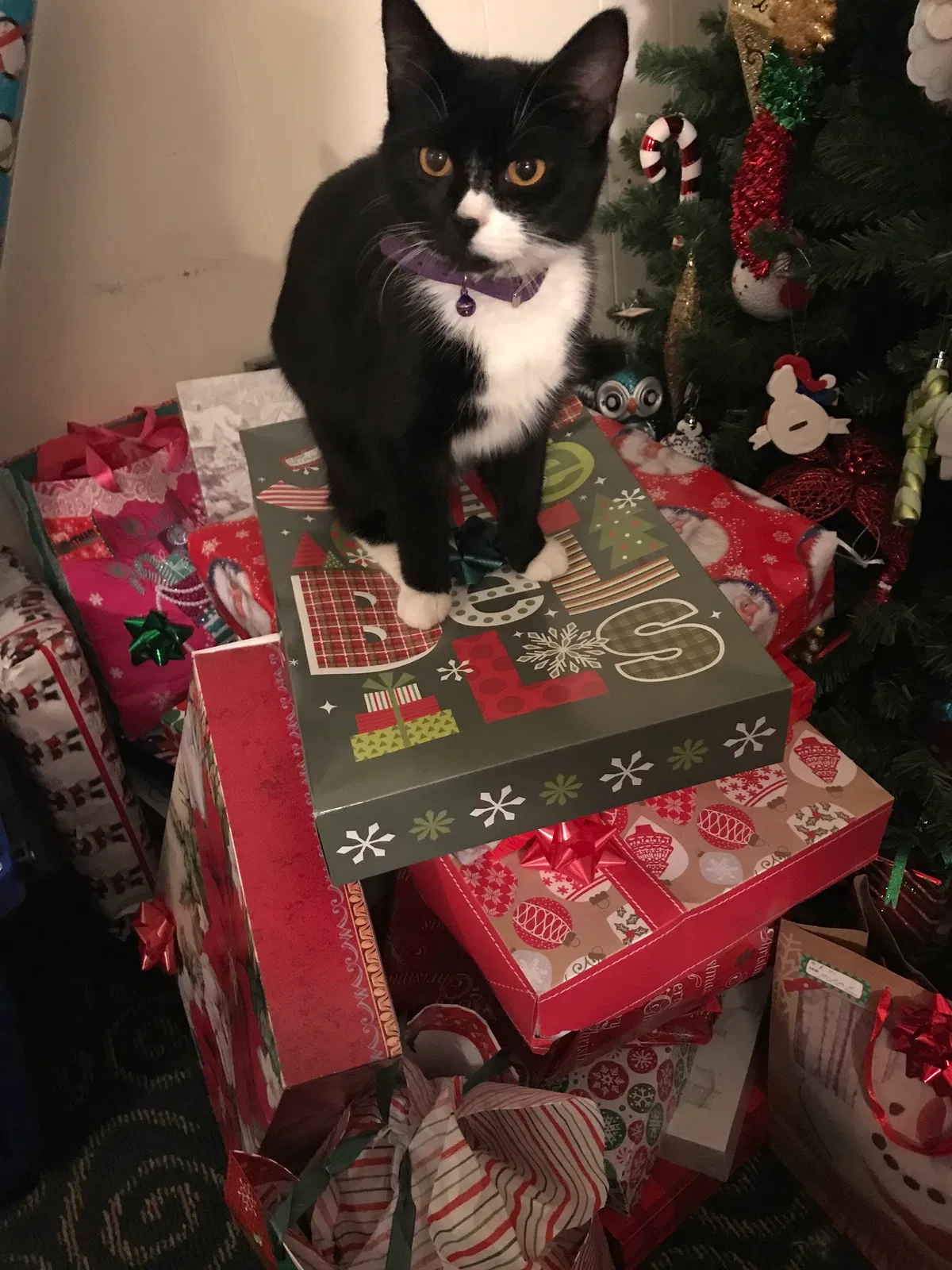 Lost cat in Glens Falls, NY, 12801