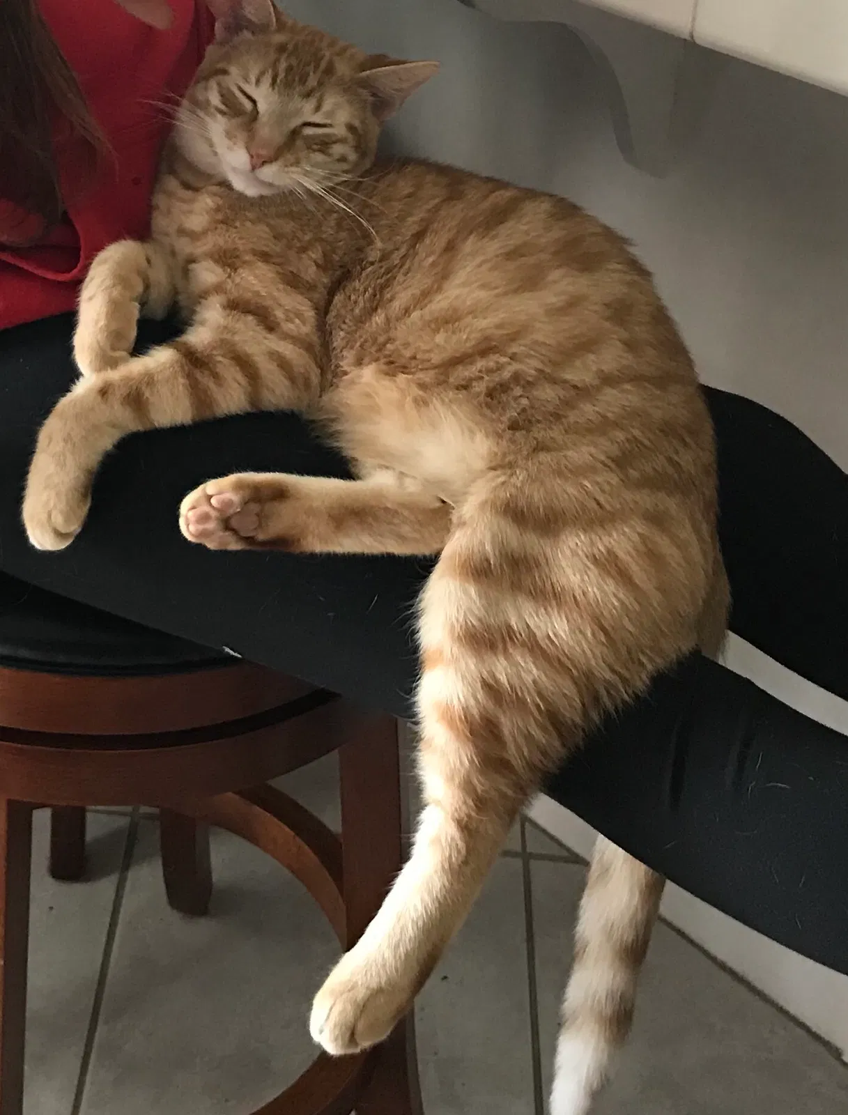 Lost cat in Temecula, CA, 92592