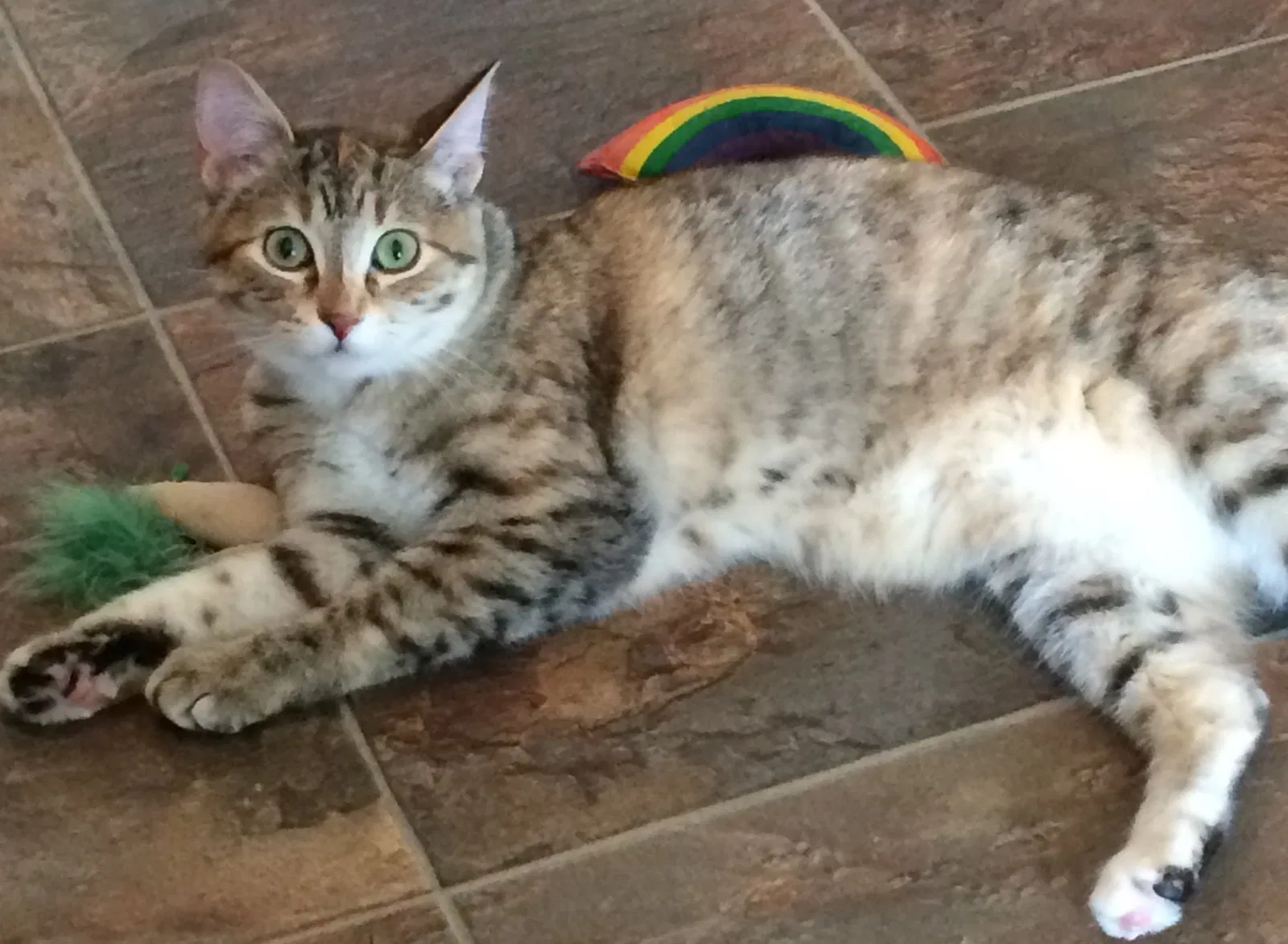 Lost cat in Medford, OR, 97501