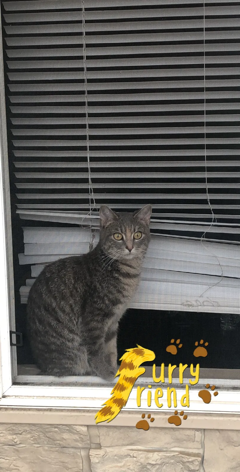 Lost cat in Akron, OH, 44304