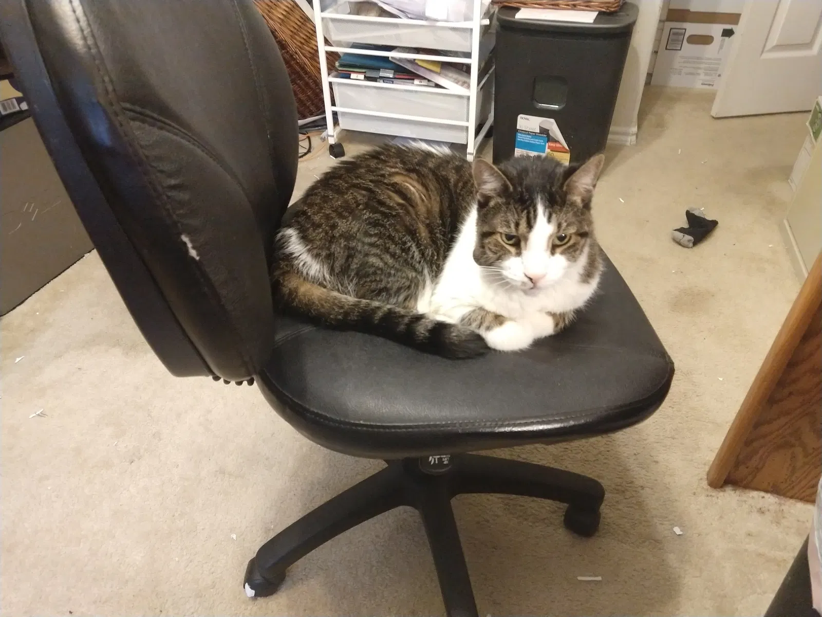 Lost cat in Spring, TX, 77382