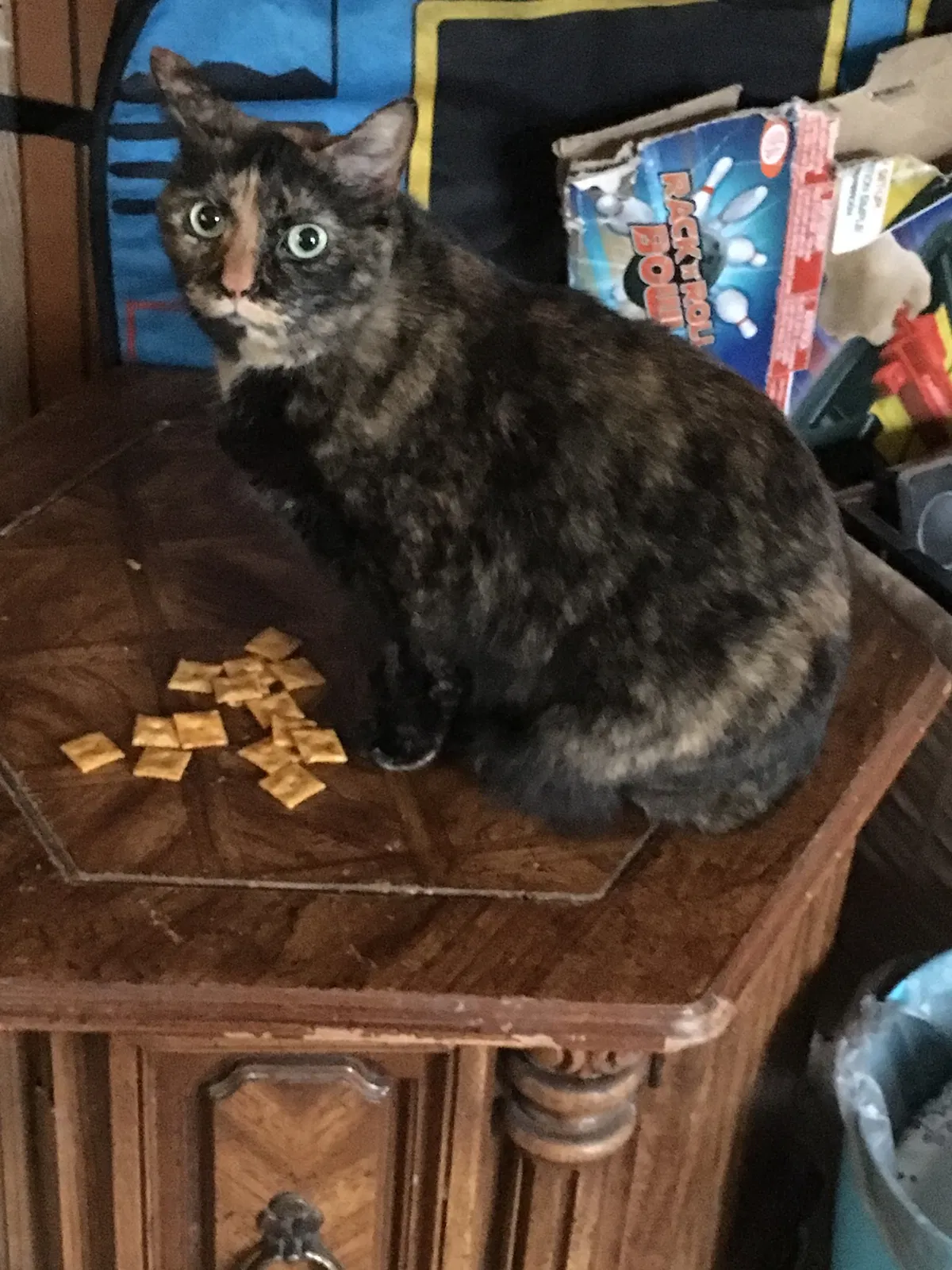 Lost cat in Hagerstown, MD, 21740