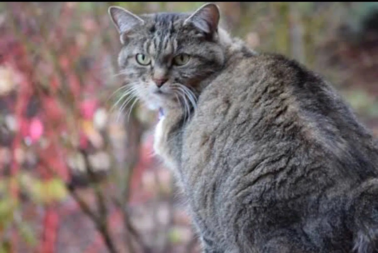 Lost cat in Bothell, WA, 98012
