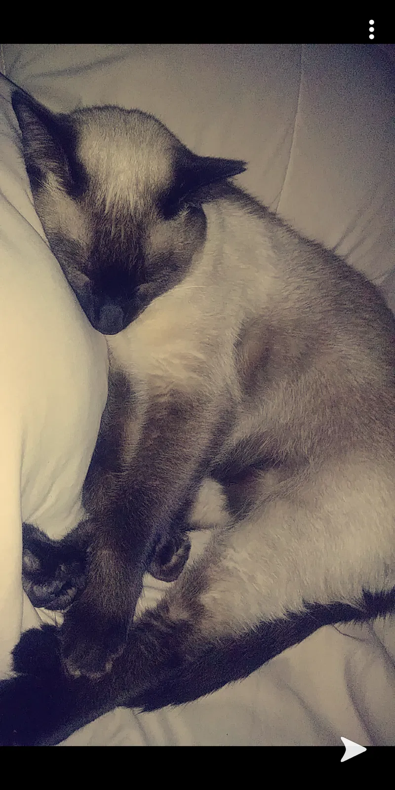 Lost cat in West Palm Beach, FL, 33409
