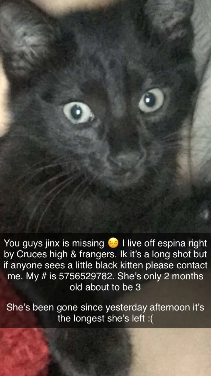 Lost cat in Las Cruces, NM, 88001