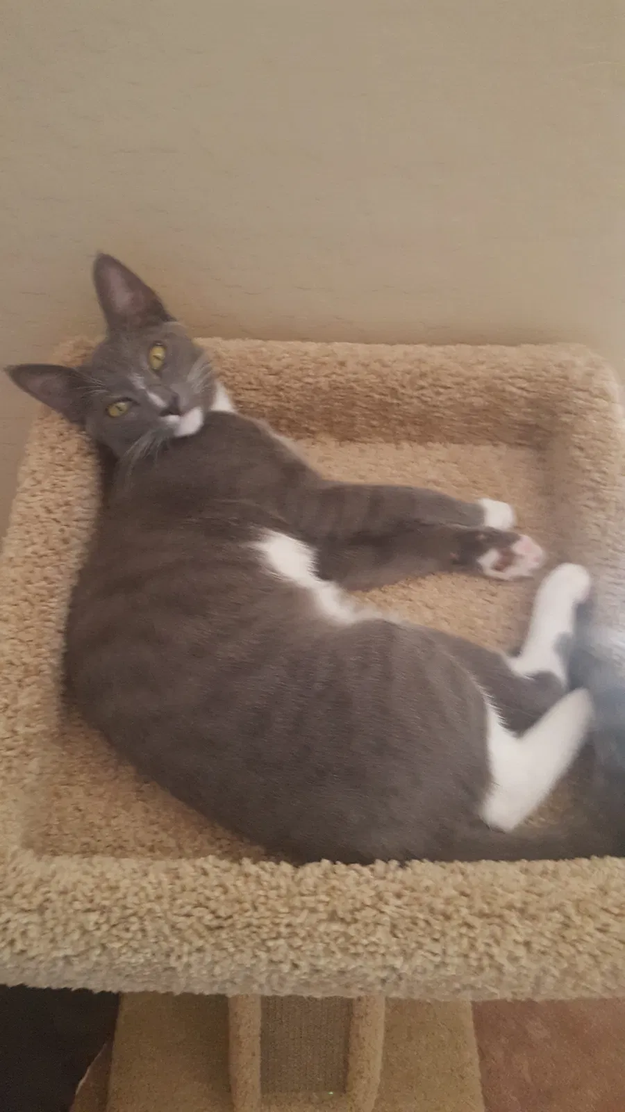 Lost cat in Gilbert, AZ, 85295