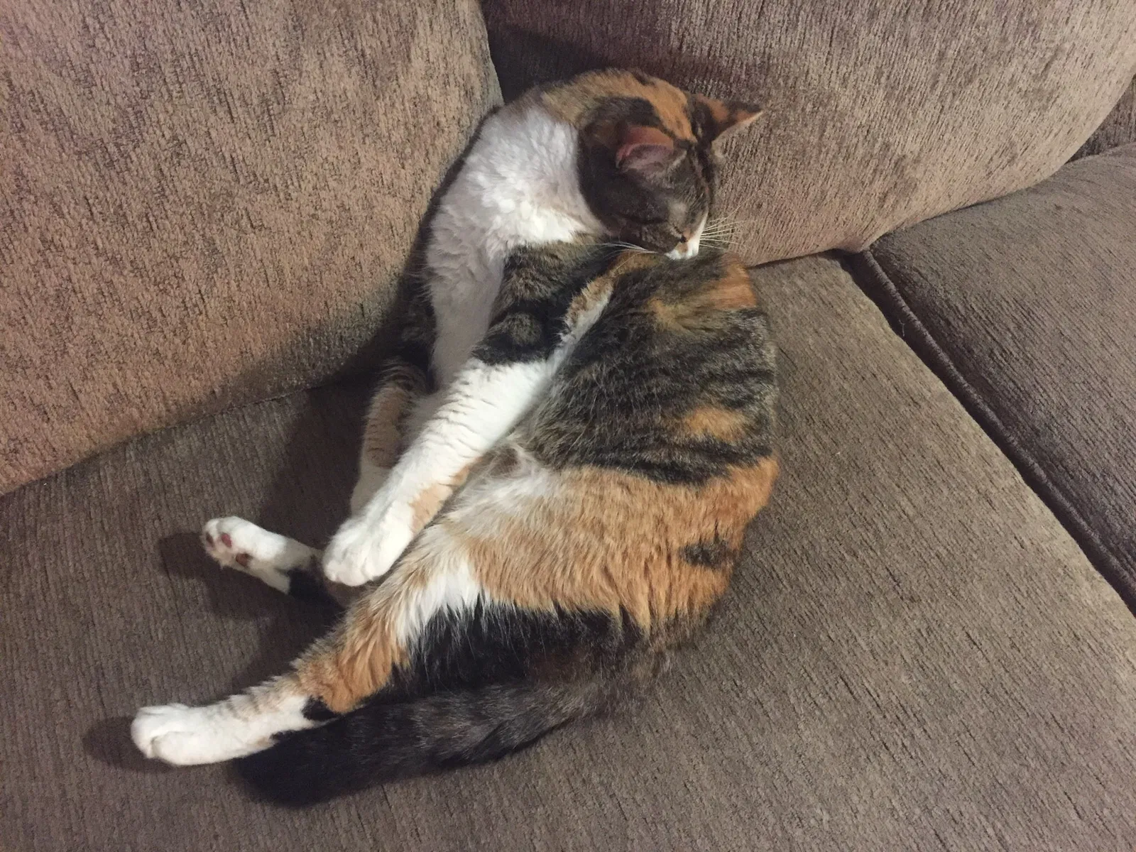 Lost cat in Metairie, LA, 70006
