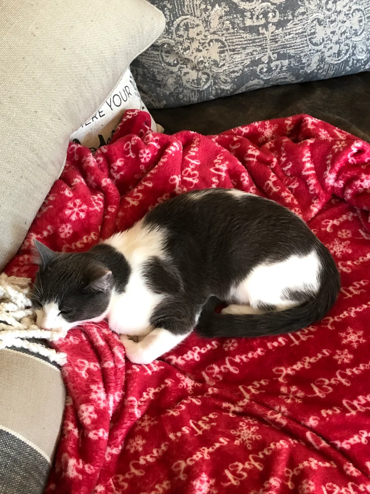Lost cat in Camas, WA, 98607