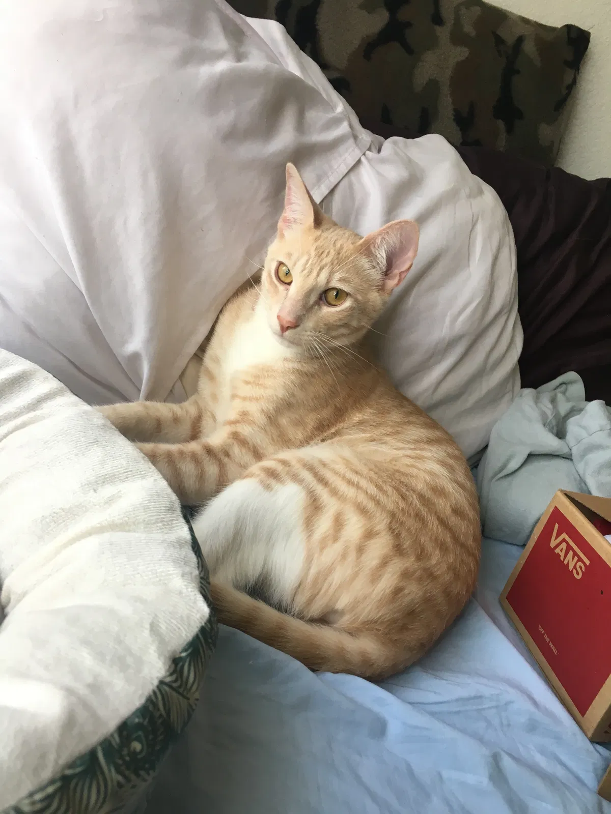 Lost cat in Stockton, CA, 95205