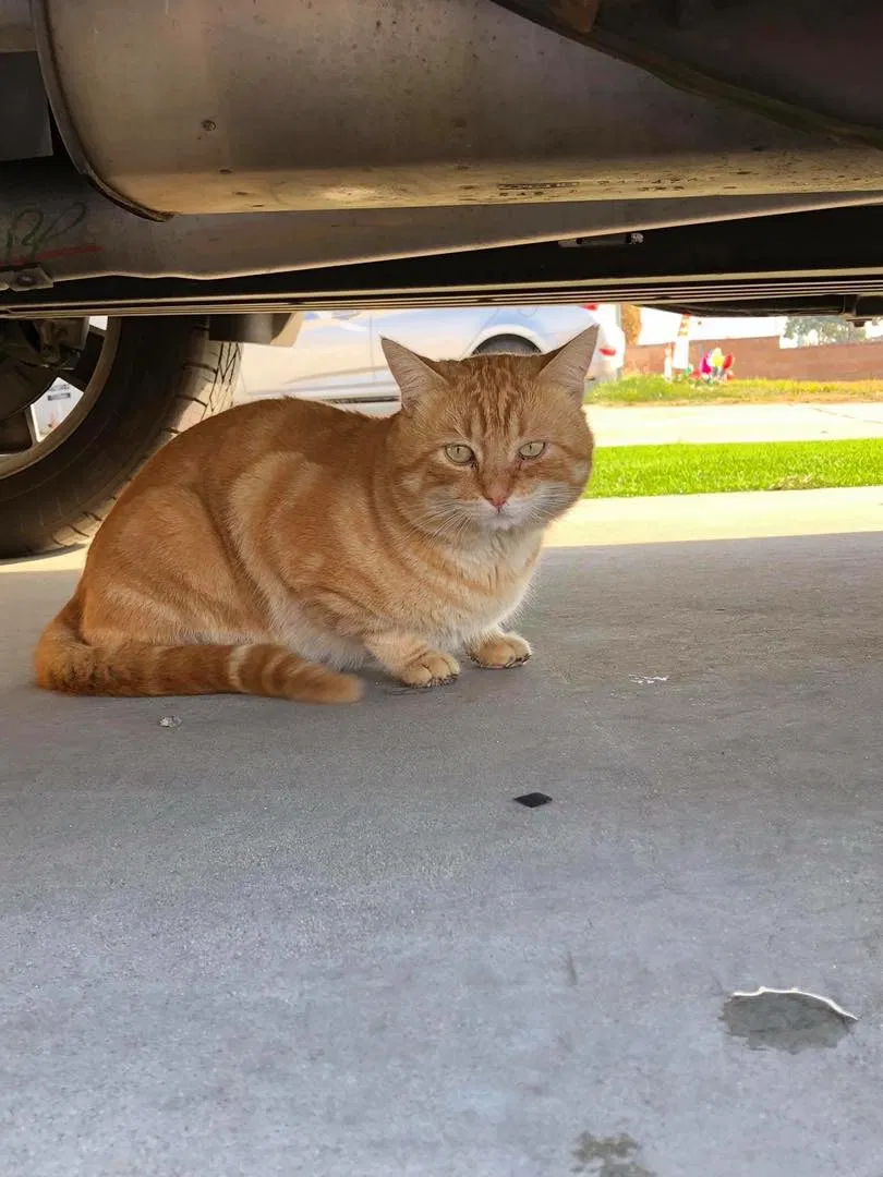 Lost cat in Garden Grove, CA, 92845