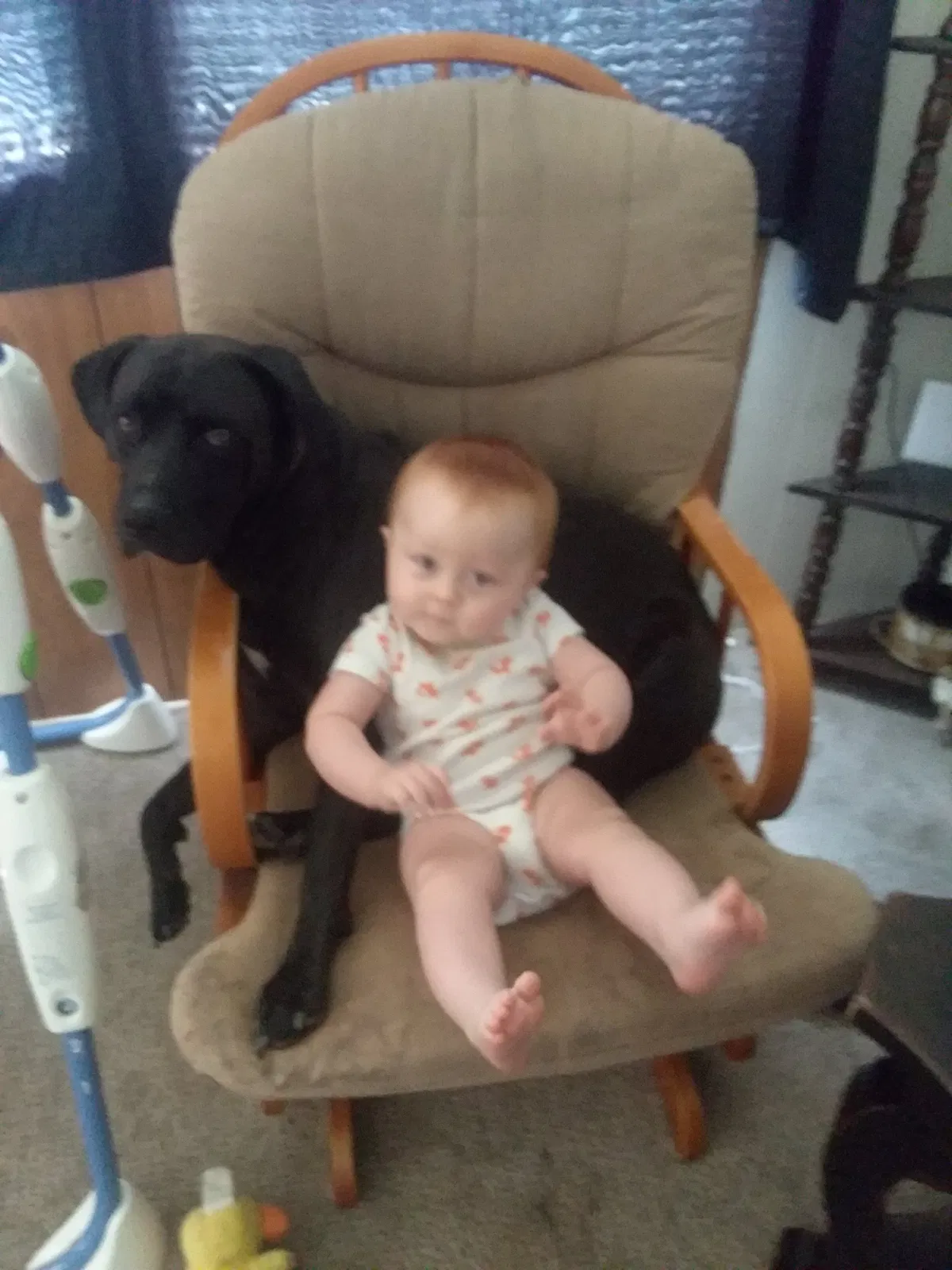 Lost dog in Denver, NC, 28037