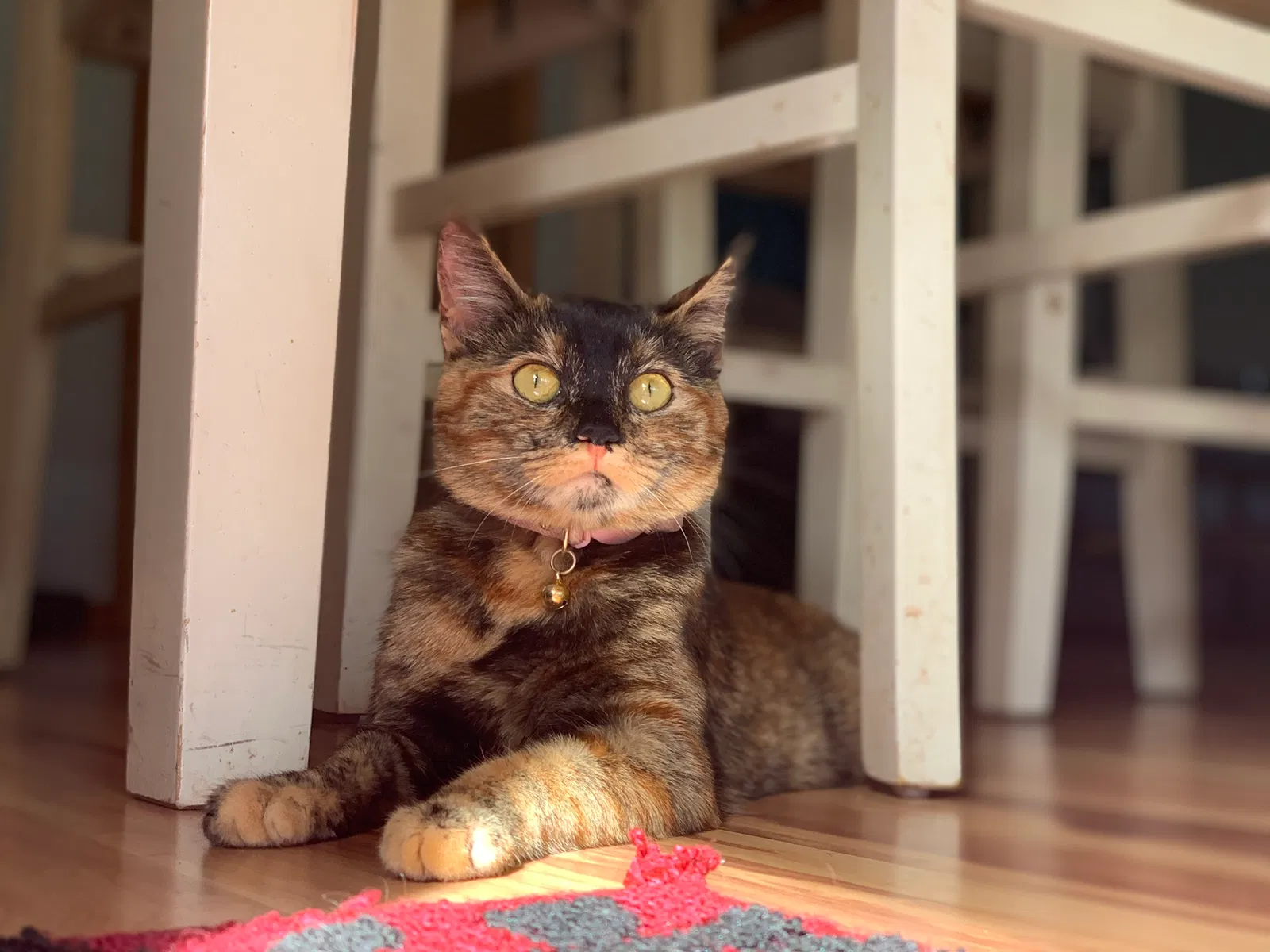 Lost cat in Vancouver, WA, 98661