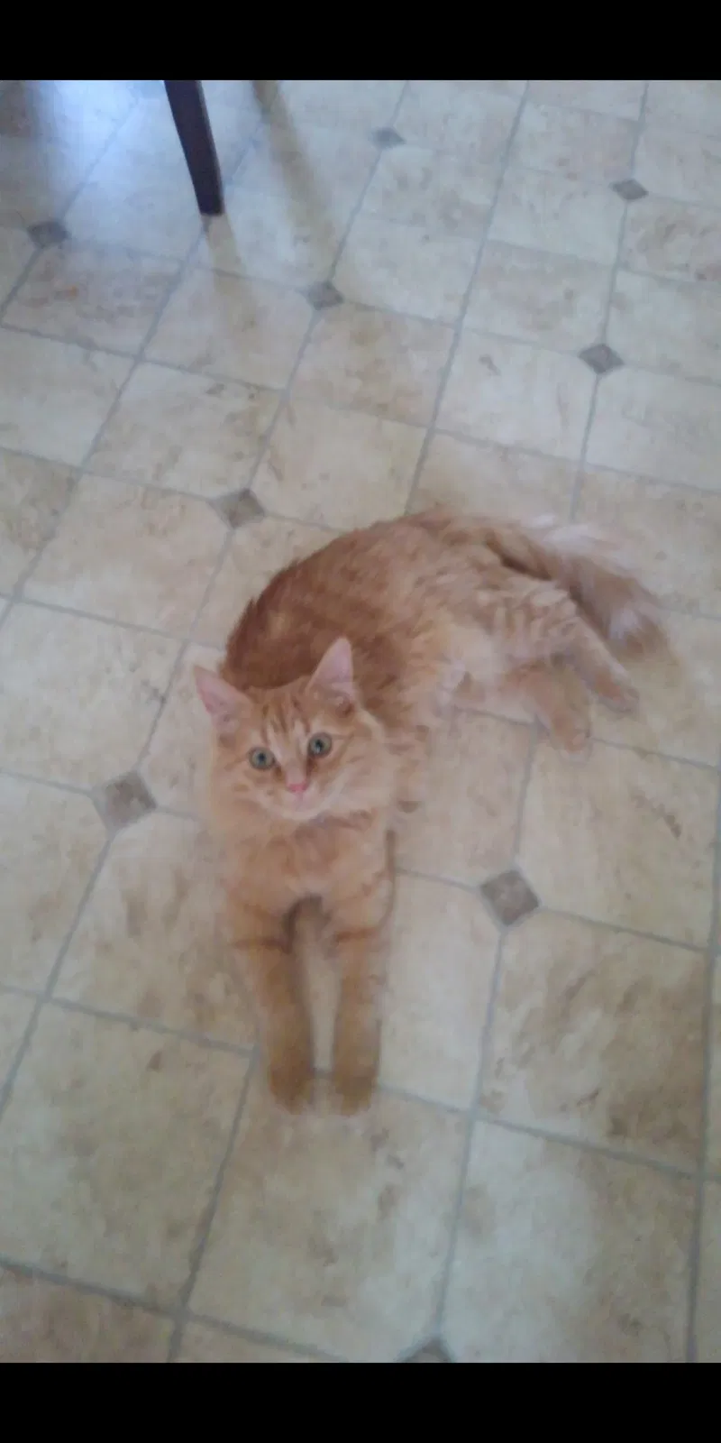 Lost cat in Culpeper, VA, 22701