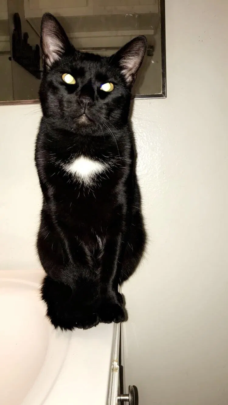 Lost cat in Westminster, CA, 92683