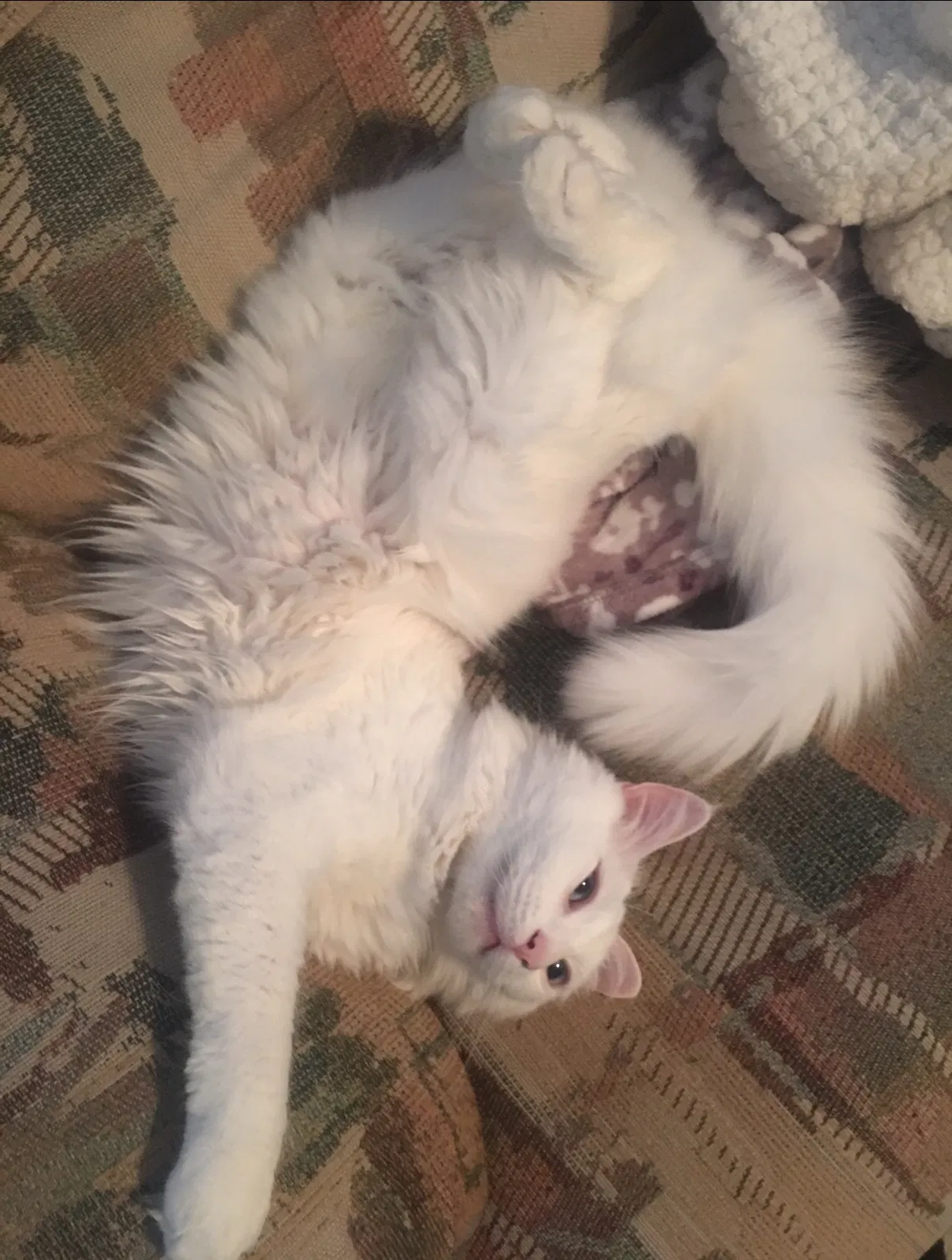 Lost cat in Dacula, GA, 30019