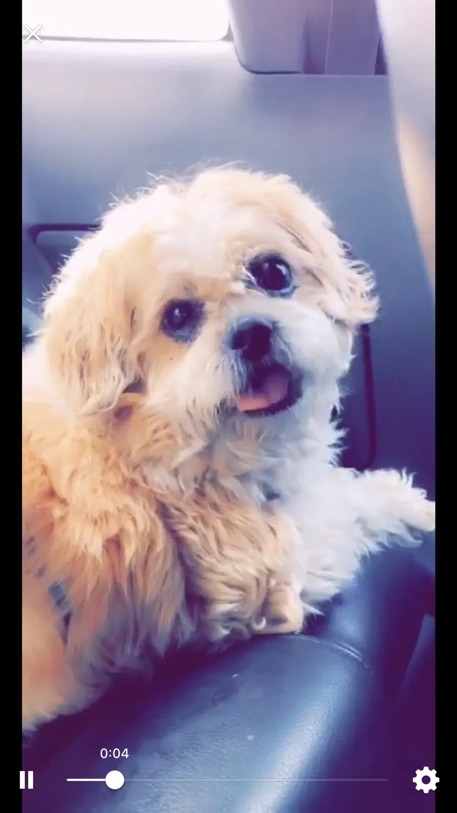 Lost dog in Brighton, CO, 80601