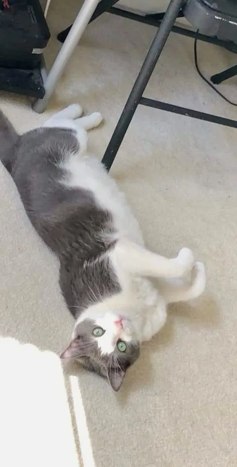 Lost cat in Lakeland, FL, 33810