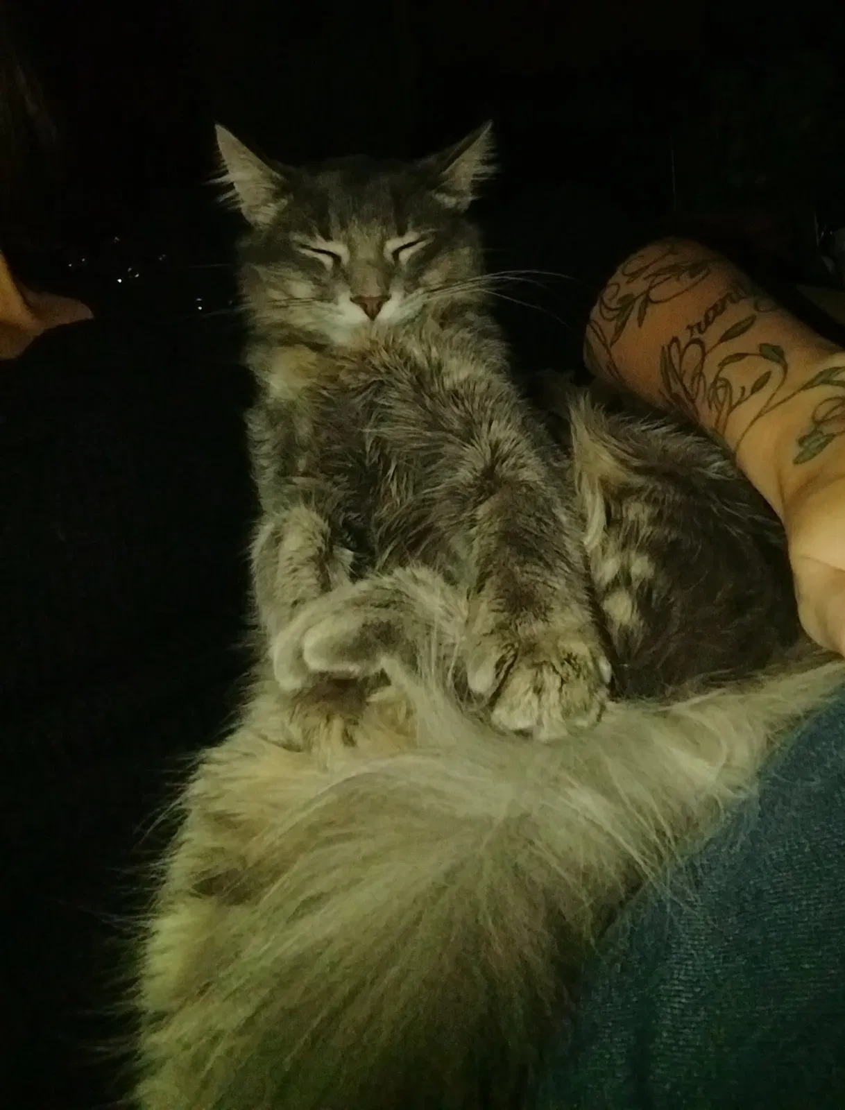 Lost cat in South Beloit, IL, 61080