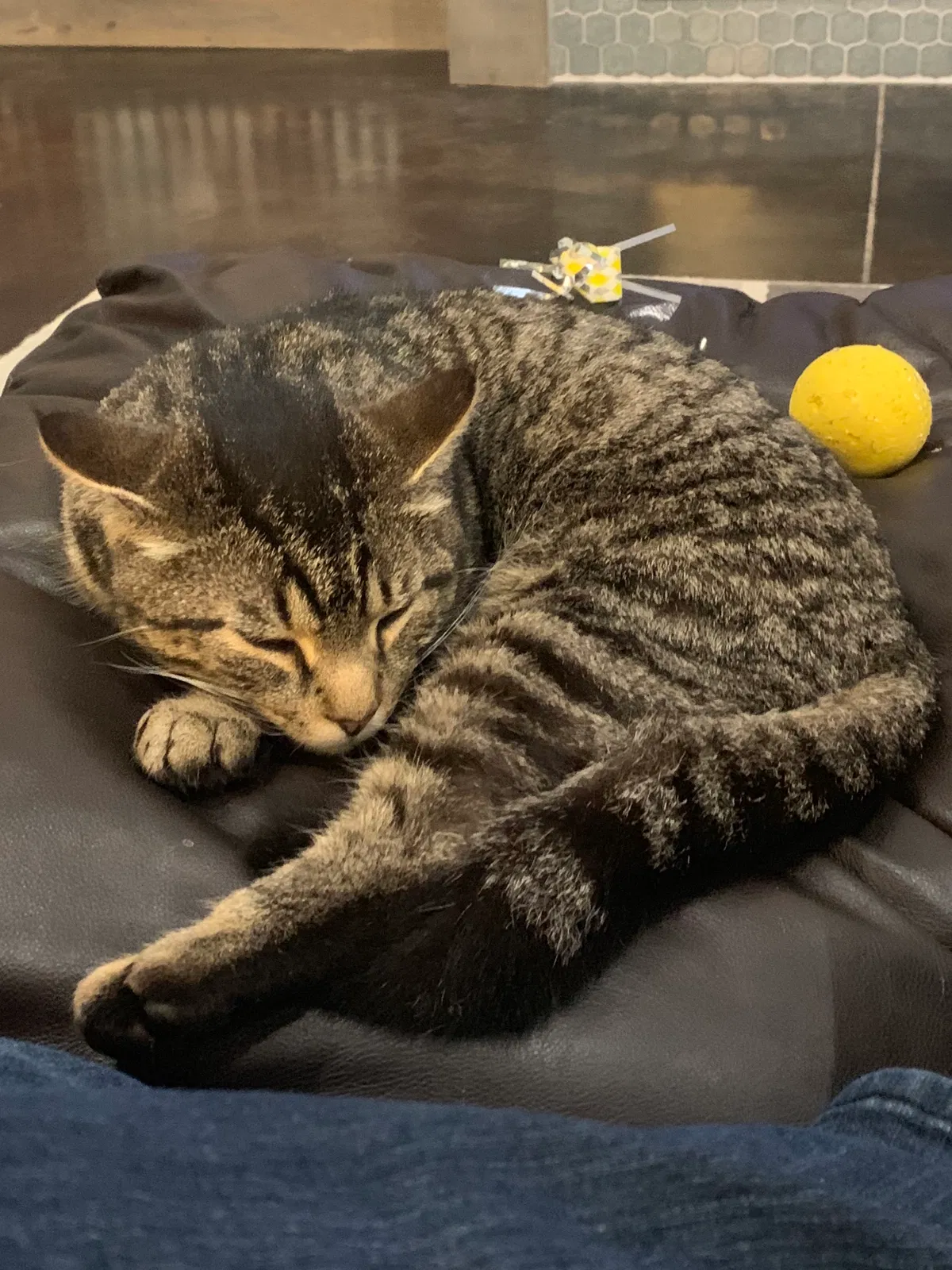 Lost cat in Lillington, NC, 27546