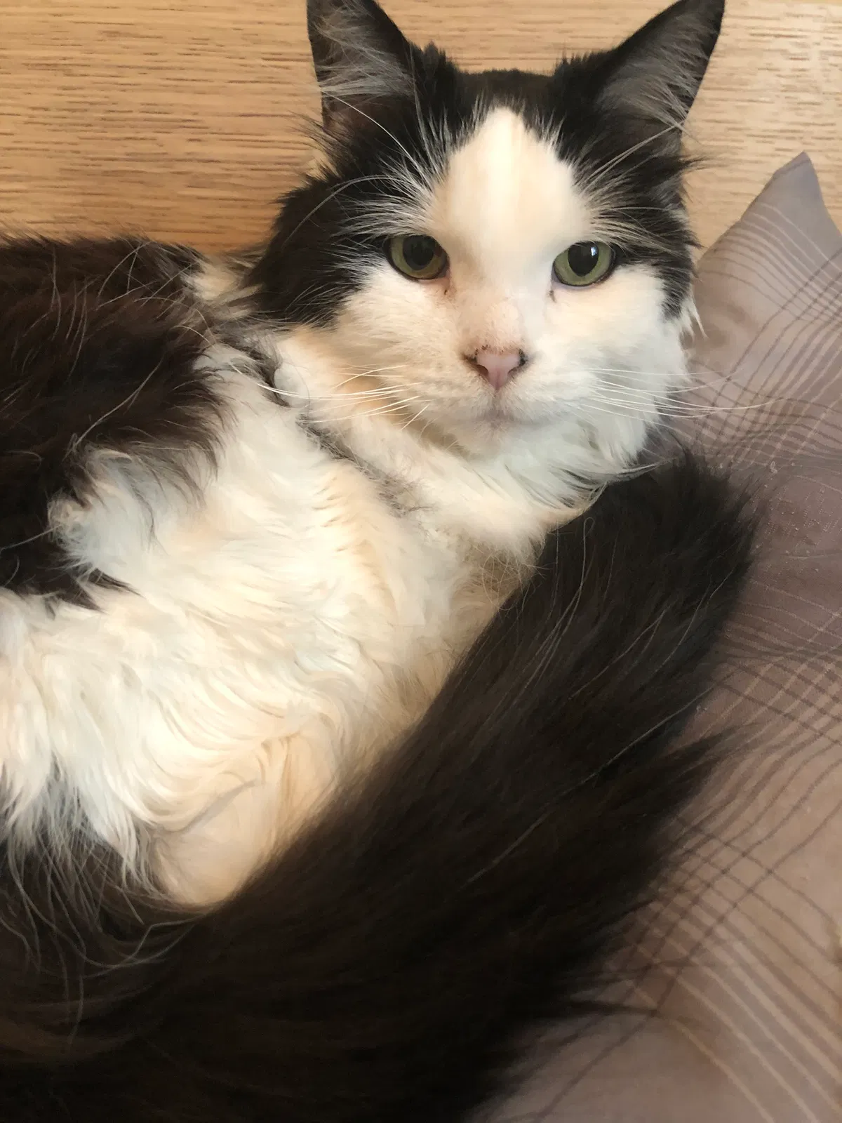 Lost cat in Rio Rancho, NM, 87124