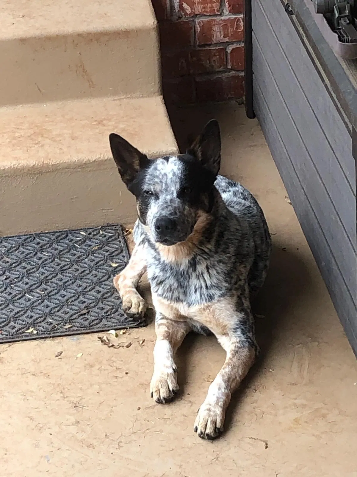 Found dog in Edmond, OK, 73025