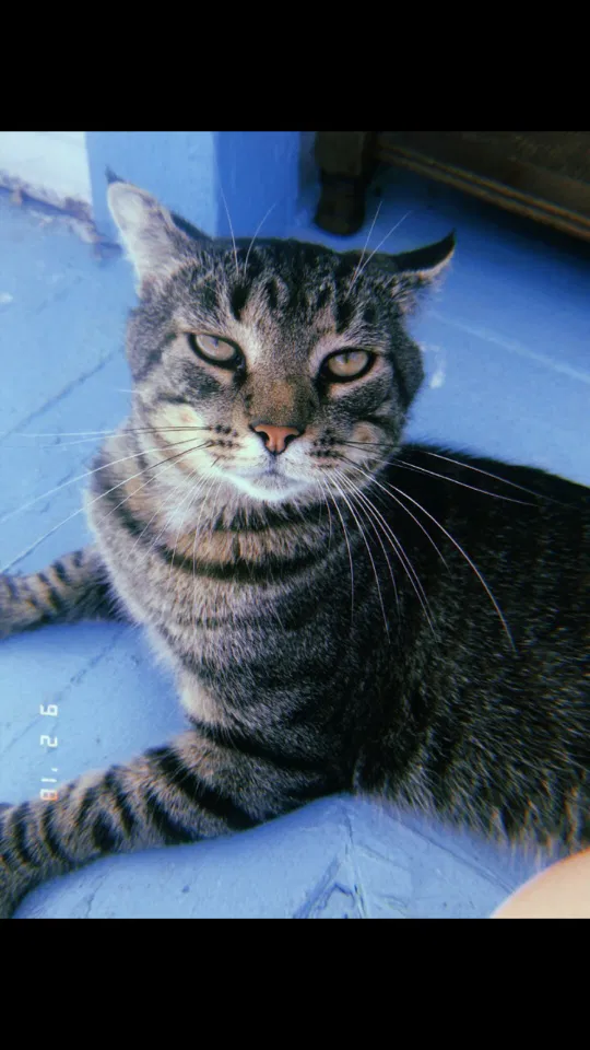 Lost cat in Versailles, OH, 45380